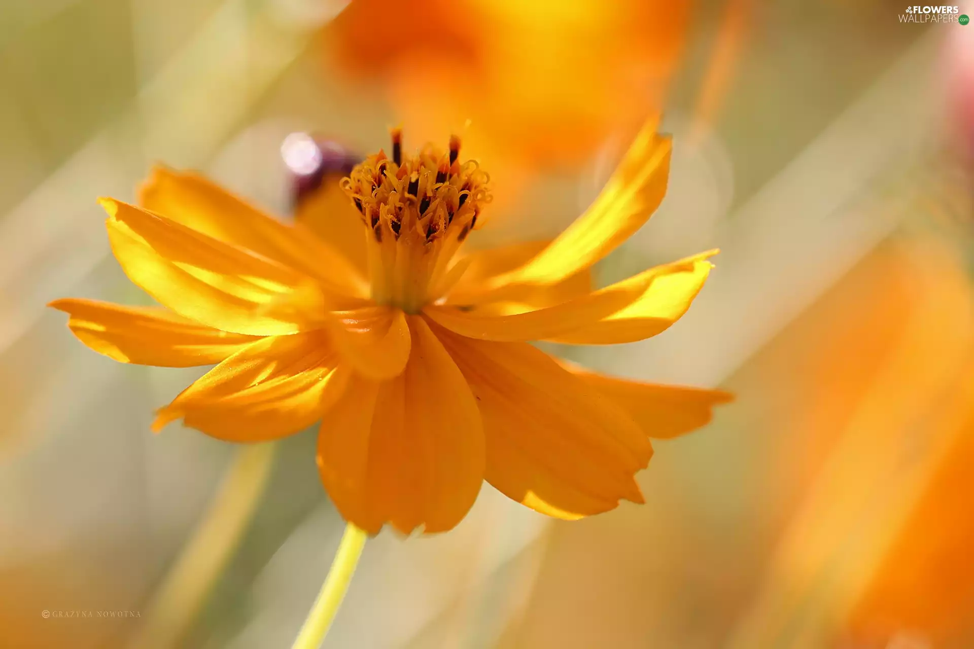 Colourfull Flowers, Cosmos, Yellow