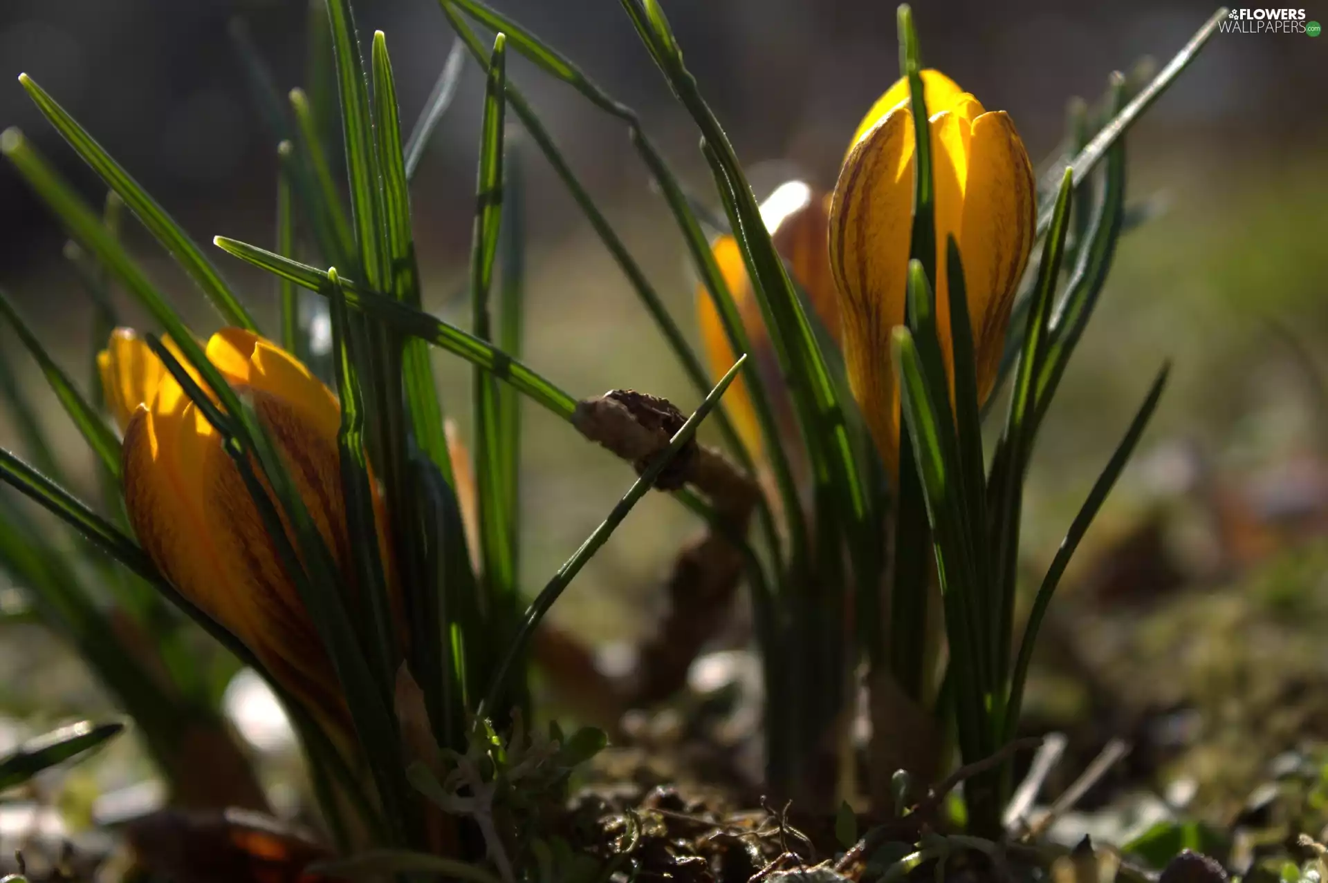 Colourfull Flowers, crocus, Yellow