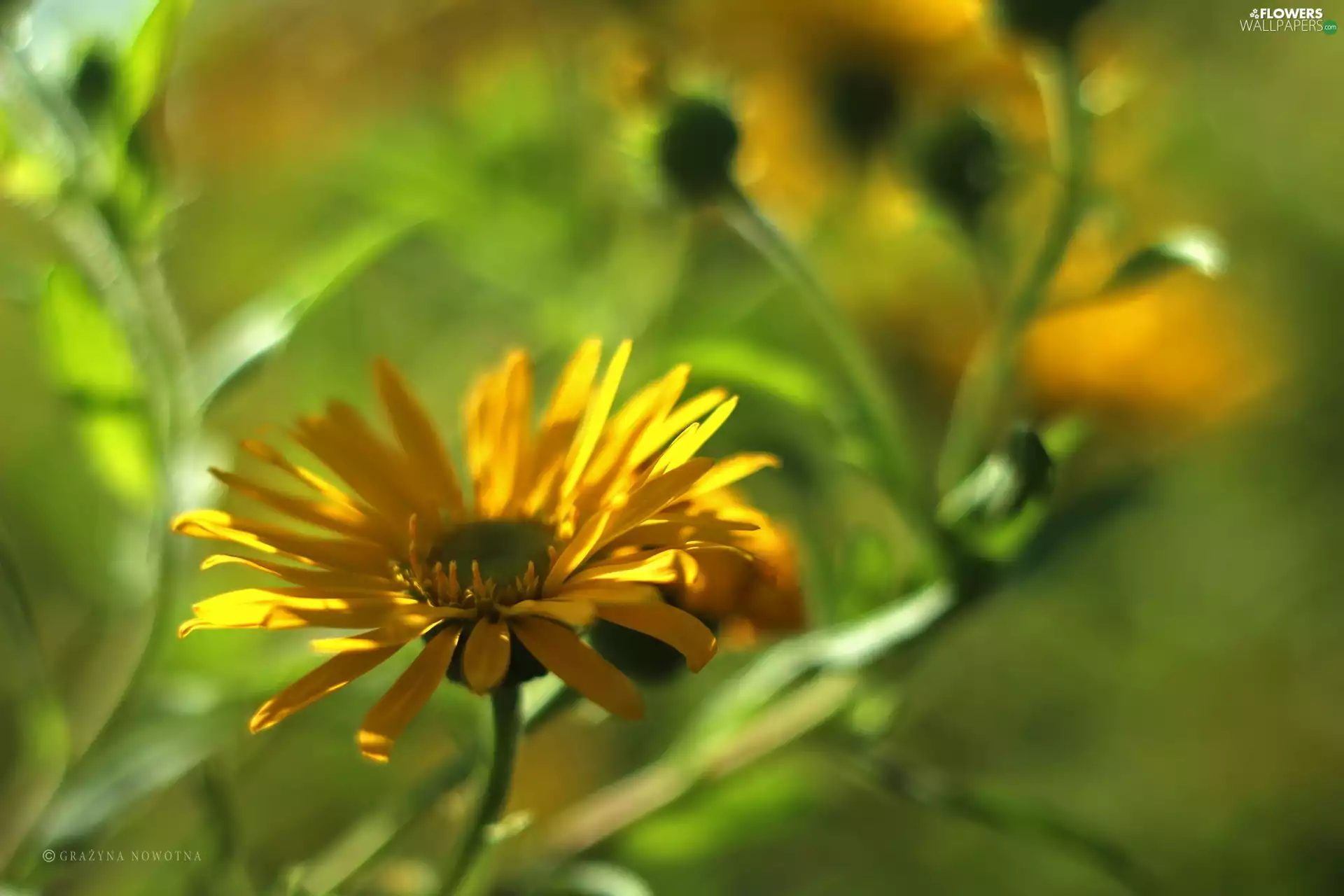 Colourfull Flowers, Daisy, Yellow