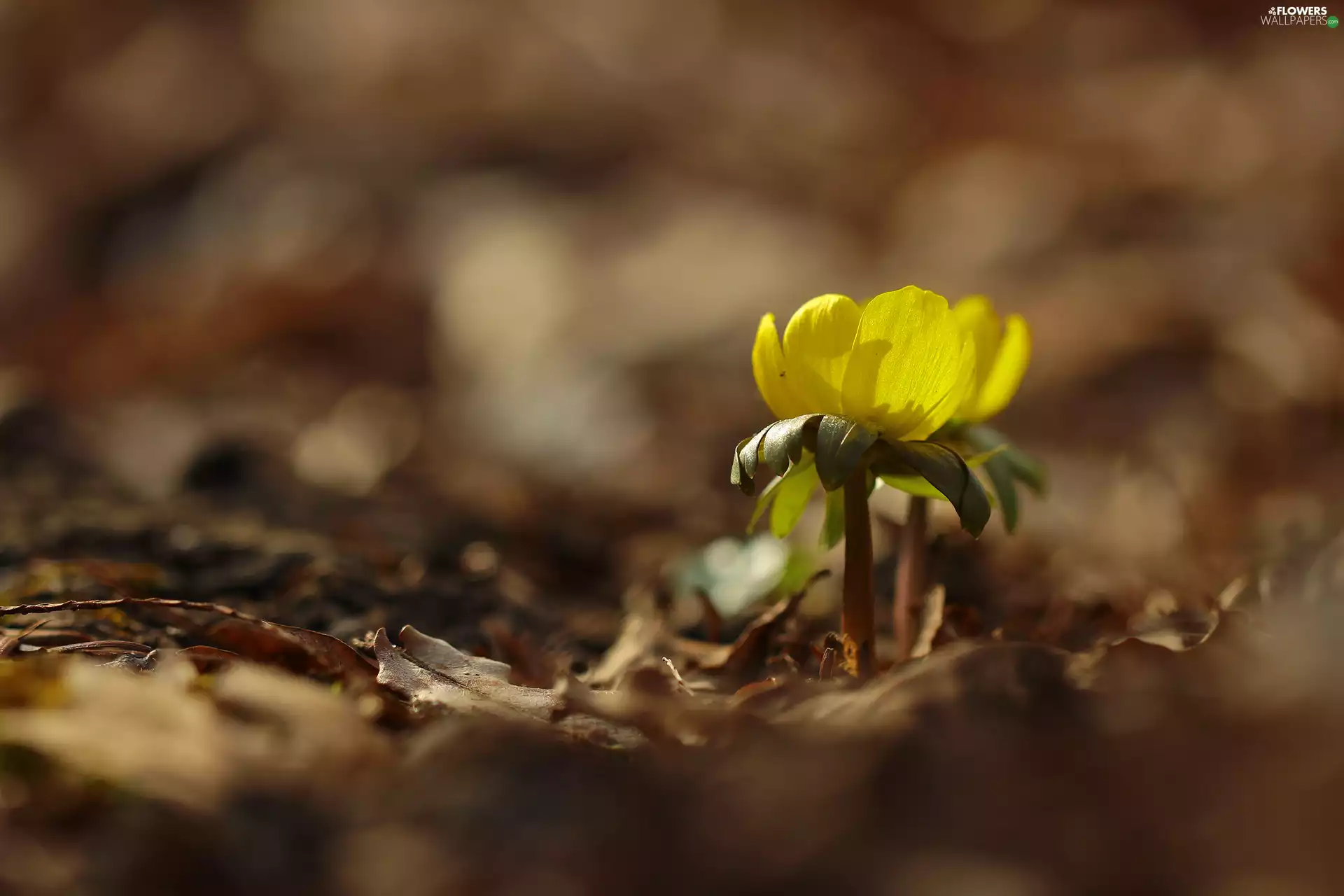 Colourfull Flowers, Eranthis, Yellow