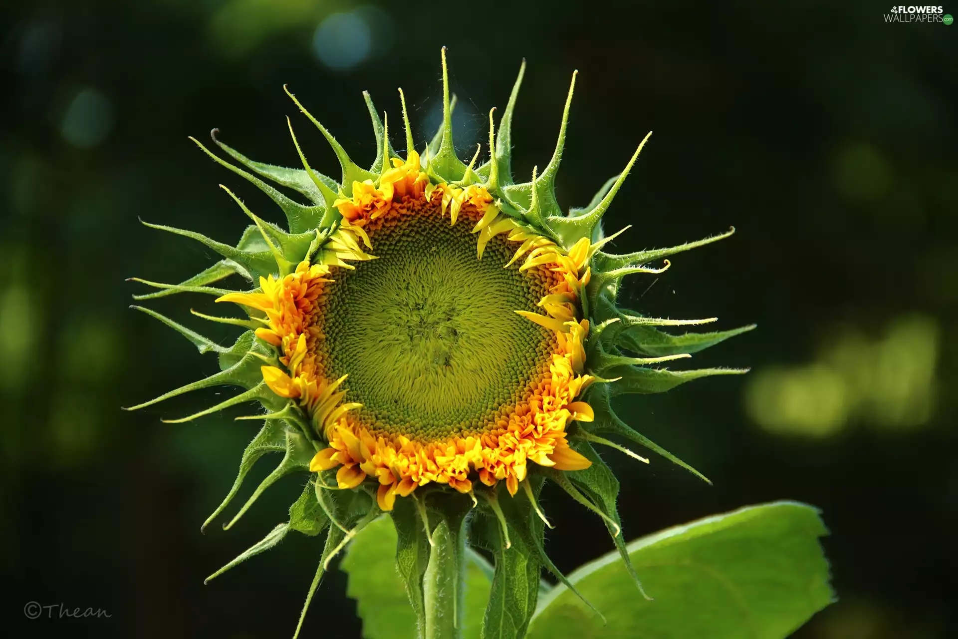 Colourfull Flowers, Sunflower, Yellow