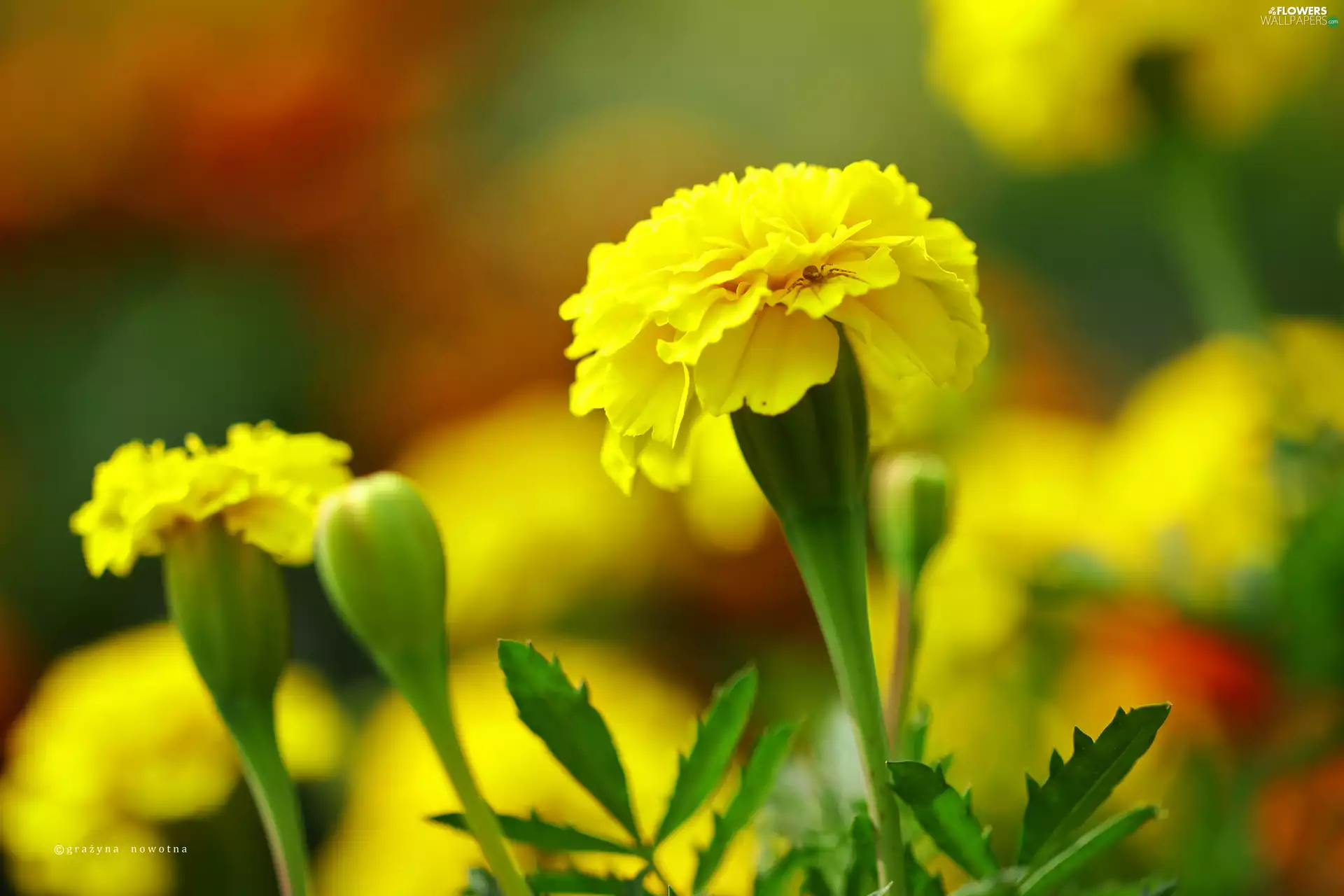 Colourfull Flowers, Tagetes, Yellow