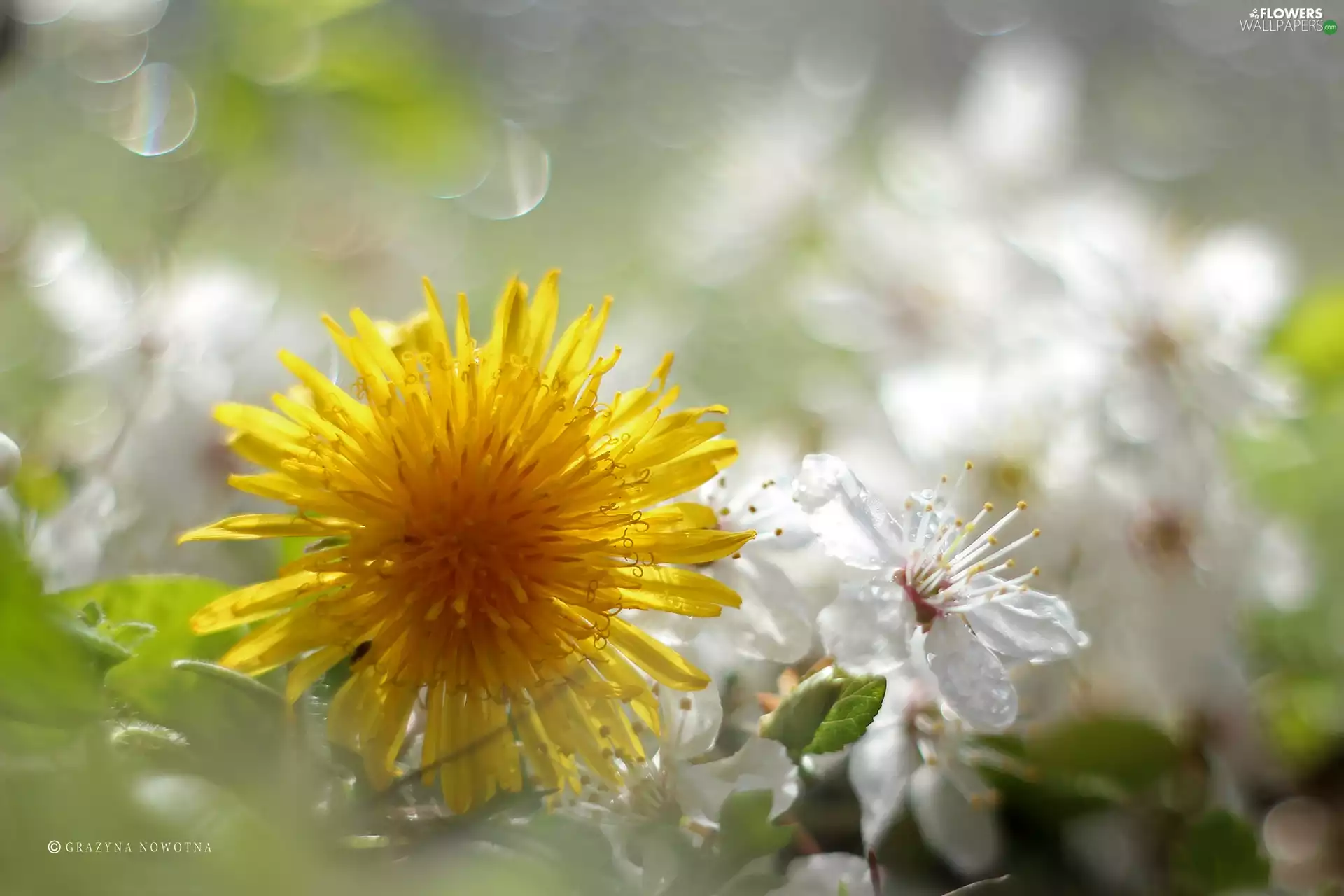 Colourfull Flowers, Common Dandelion, Yellow