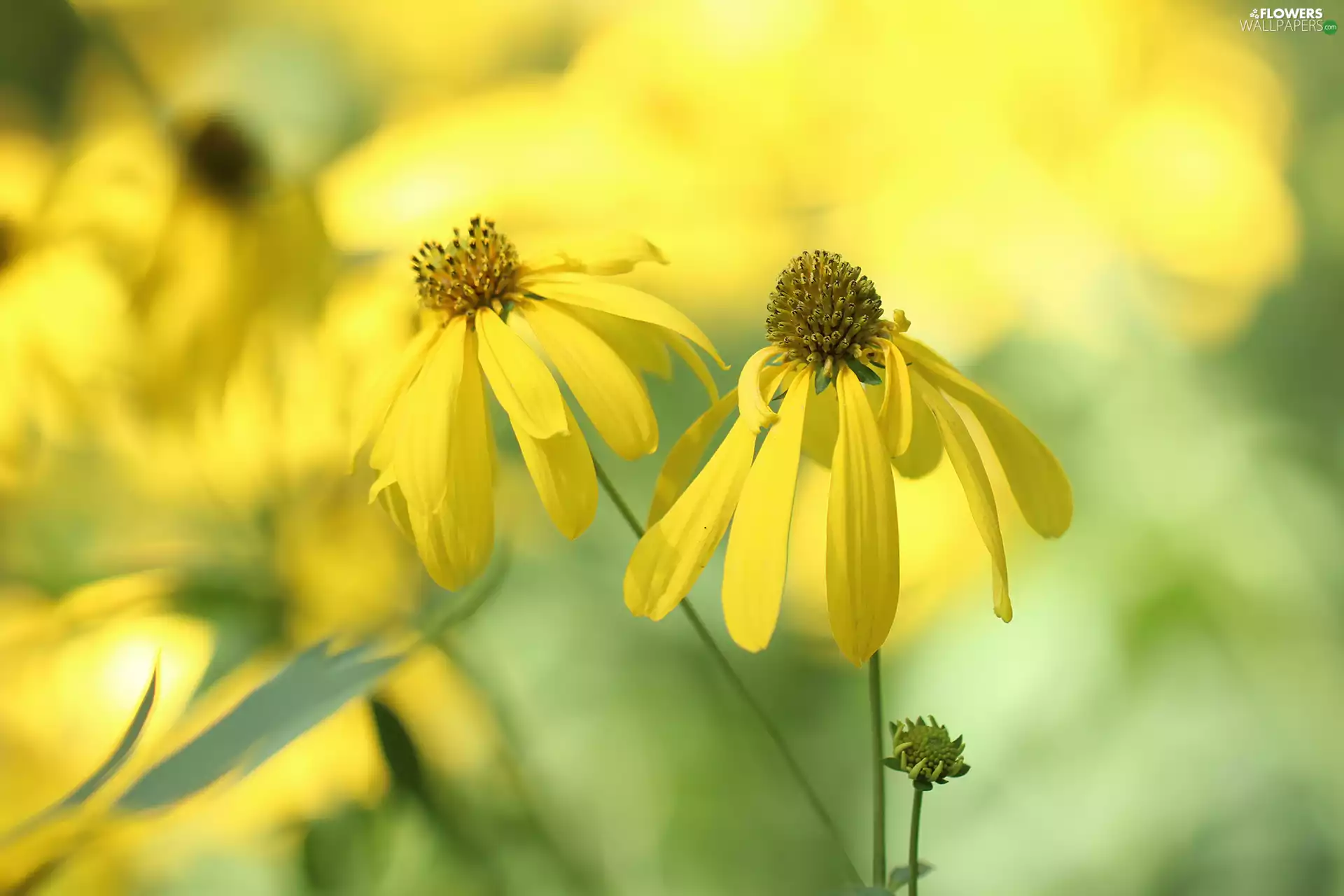 Green-headed Coneflower, Yellow, Flowers, Two cars