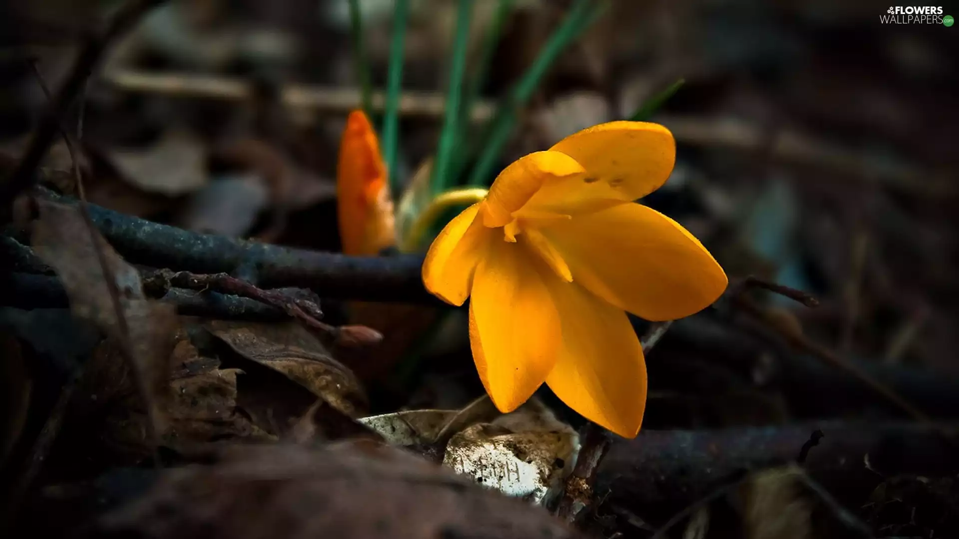 Yellow, crocus