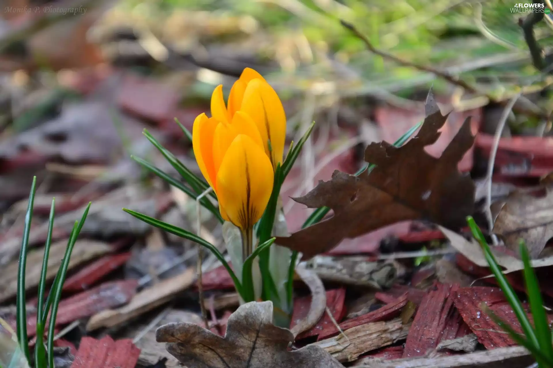 Yellow, crocus
