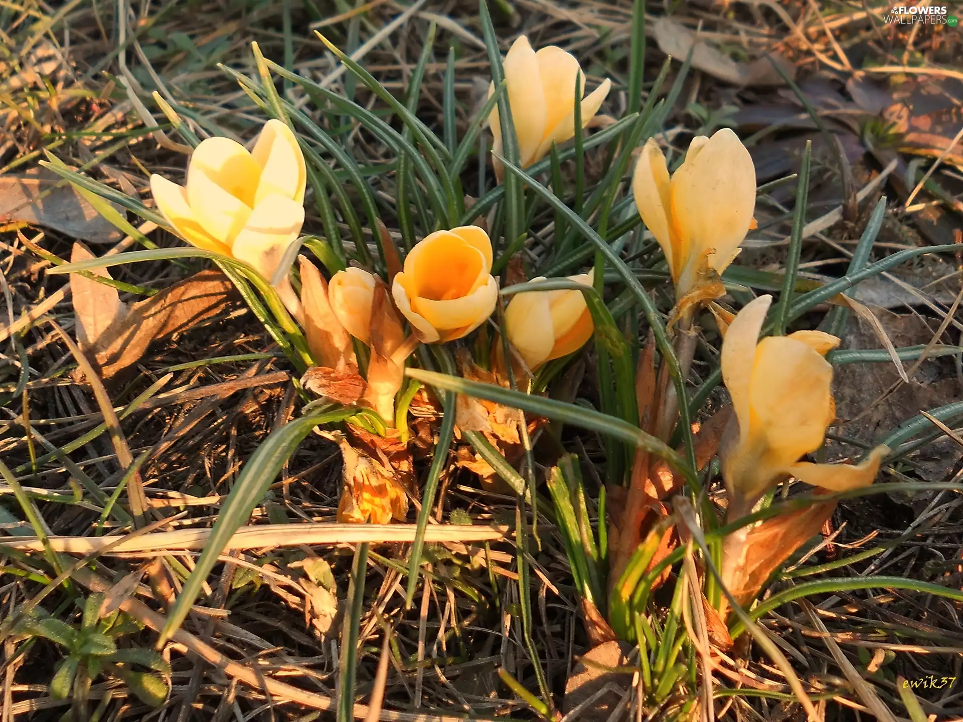 Yellow, Flowers, crocus