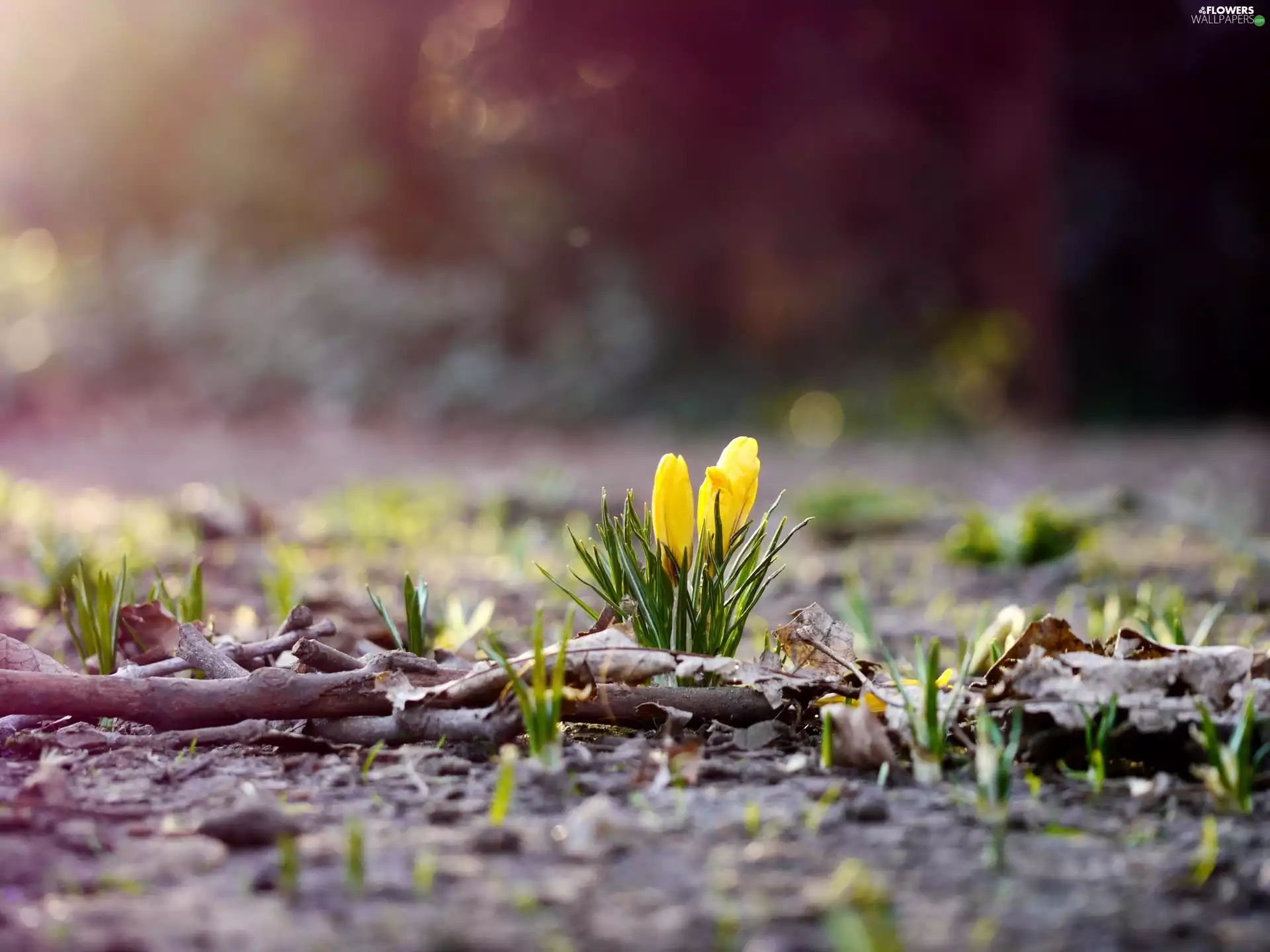 Yellow, crocuses