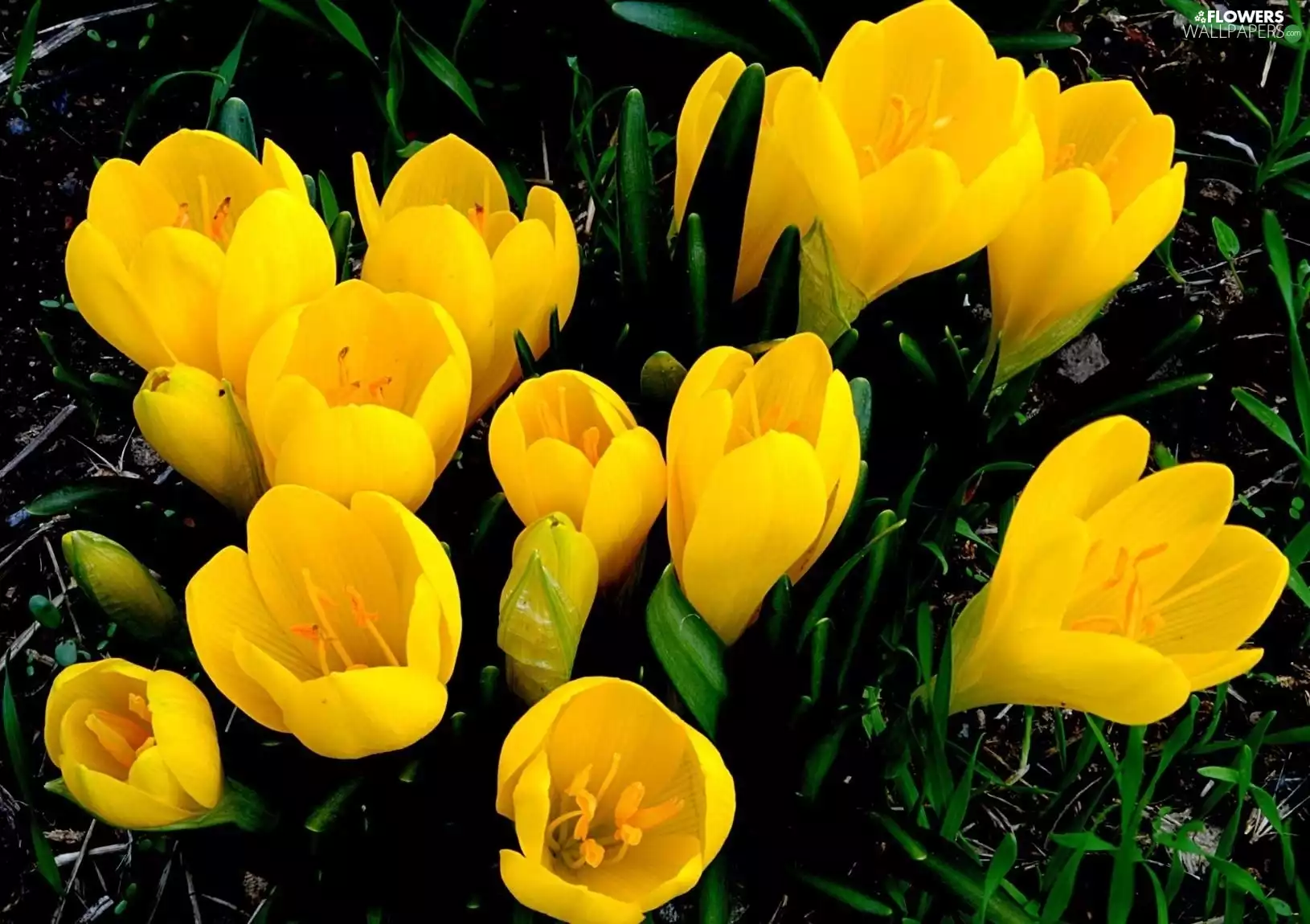 Yellow, crocuses