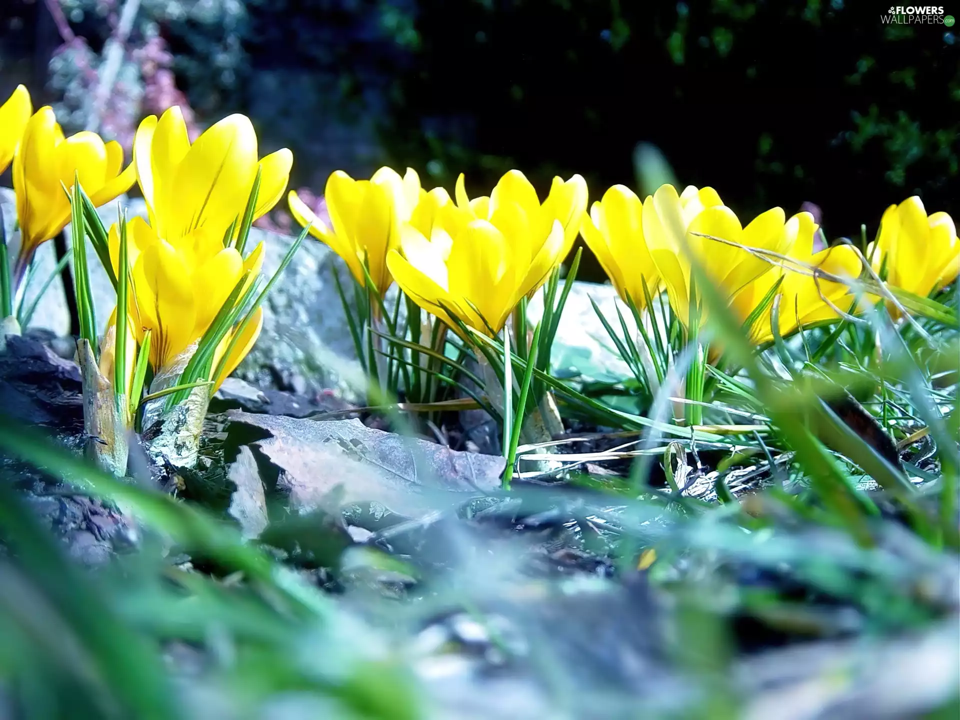 Yellow, crocuses