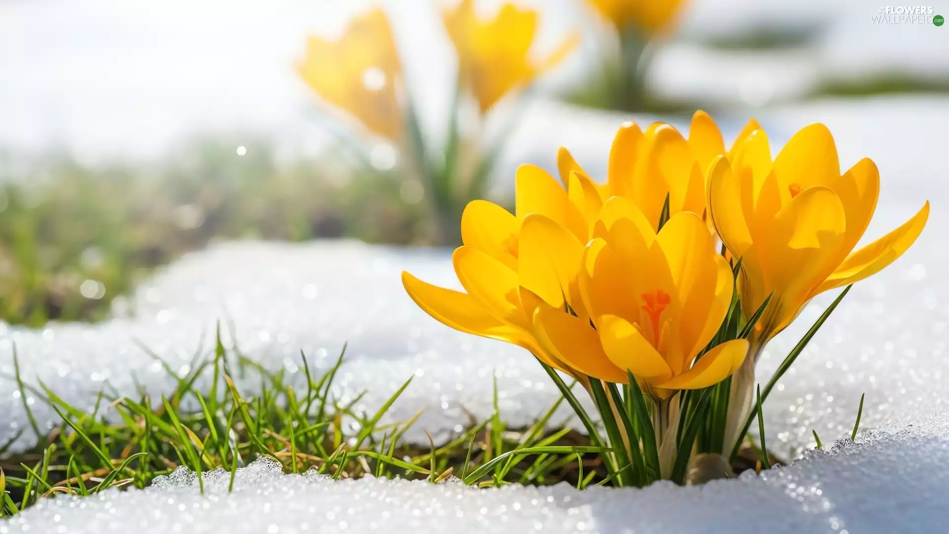 crocuses, grass, snow, Yellow