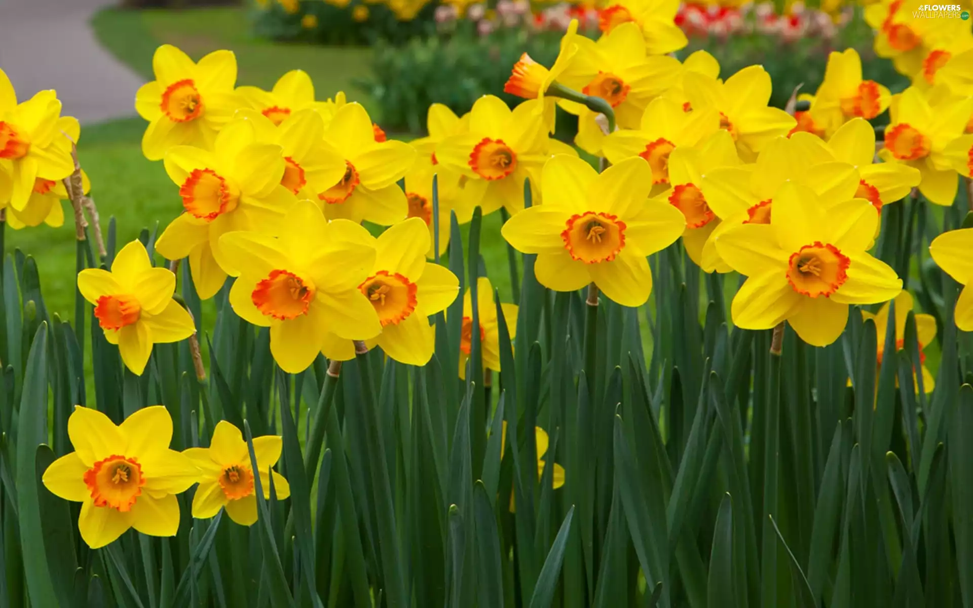 Yellow, Daffodils