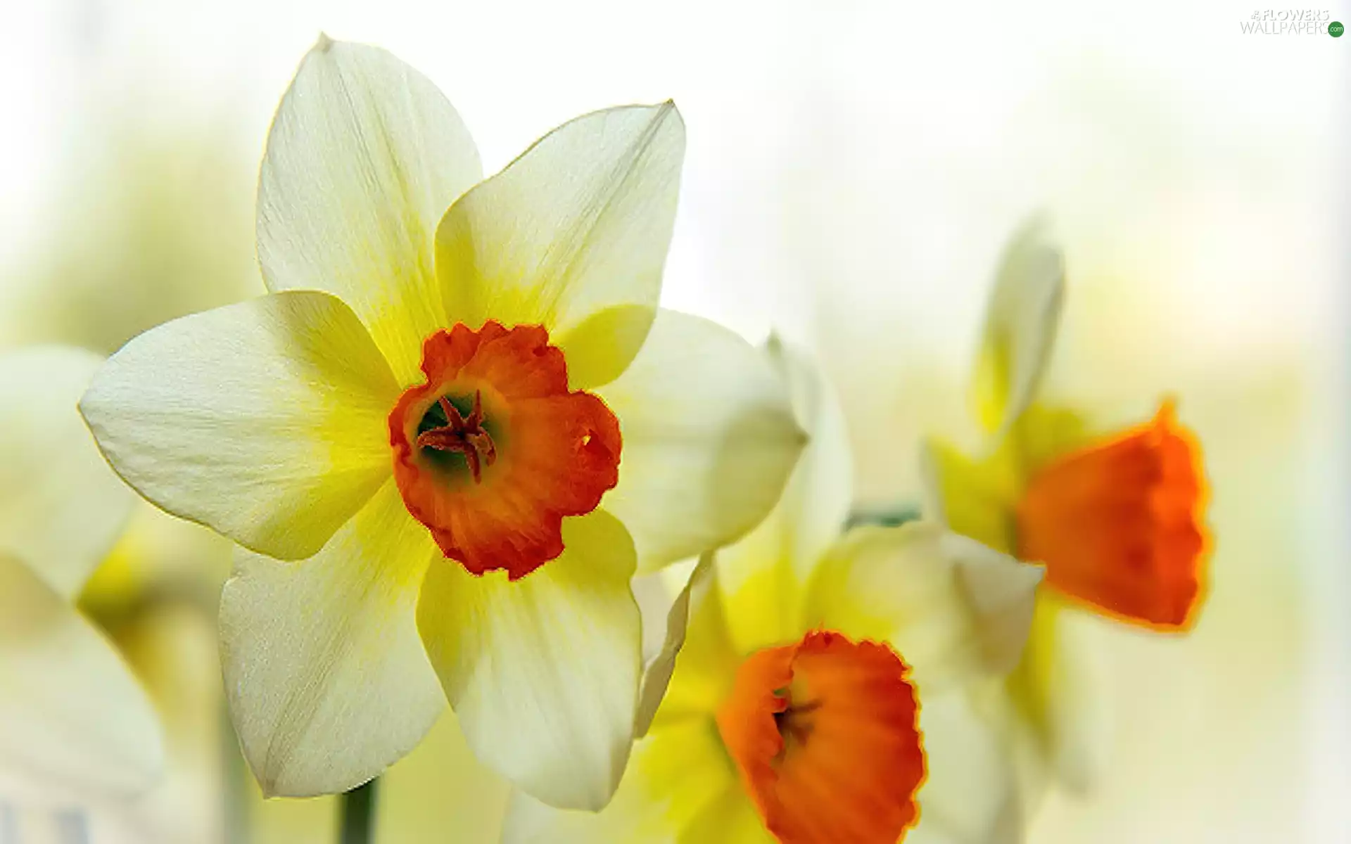 Yellow, Daffodils