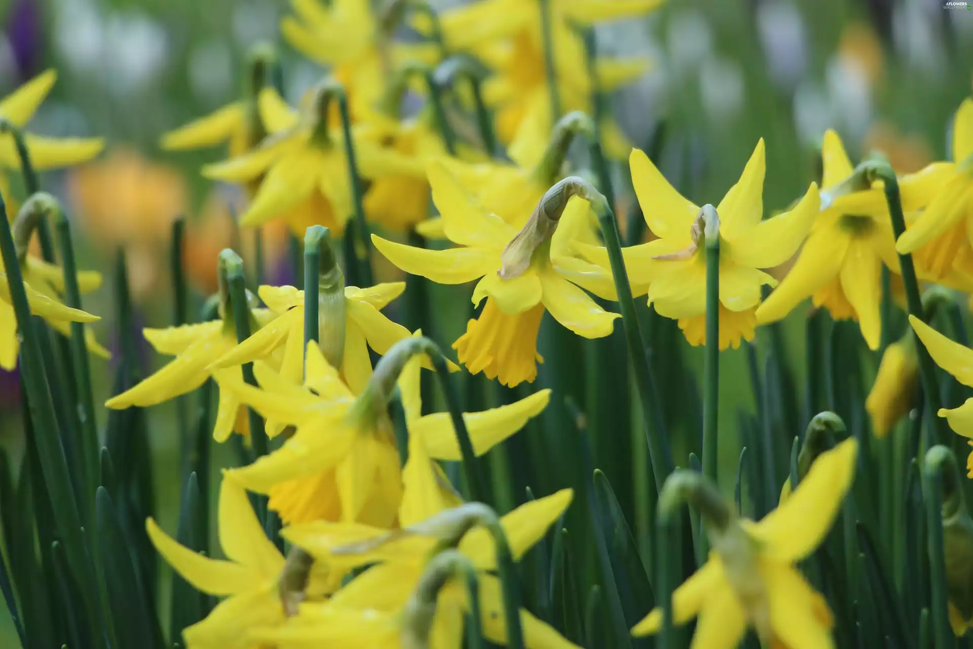 Yellow, Daffodils