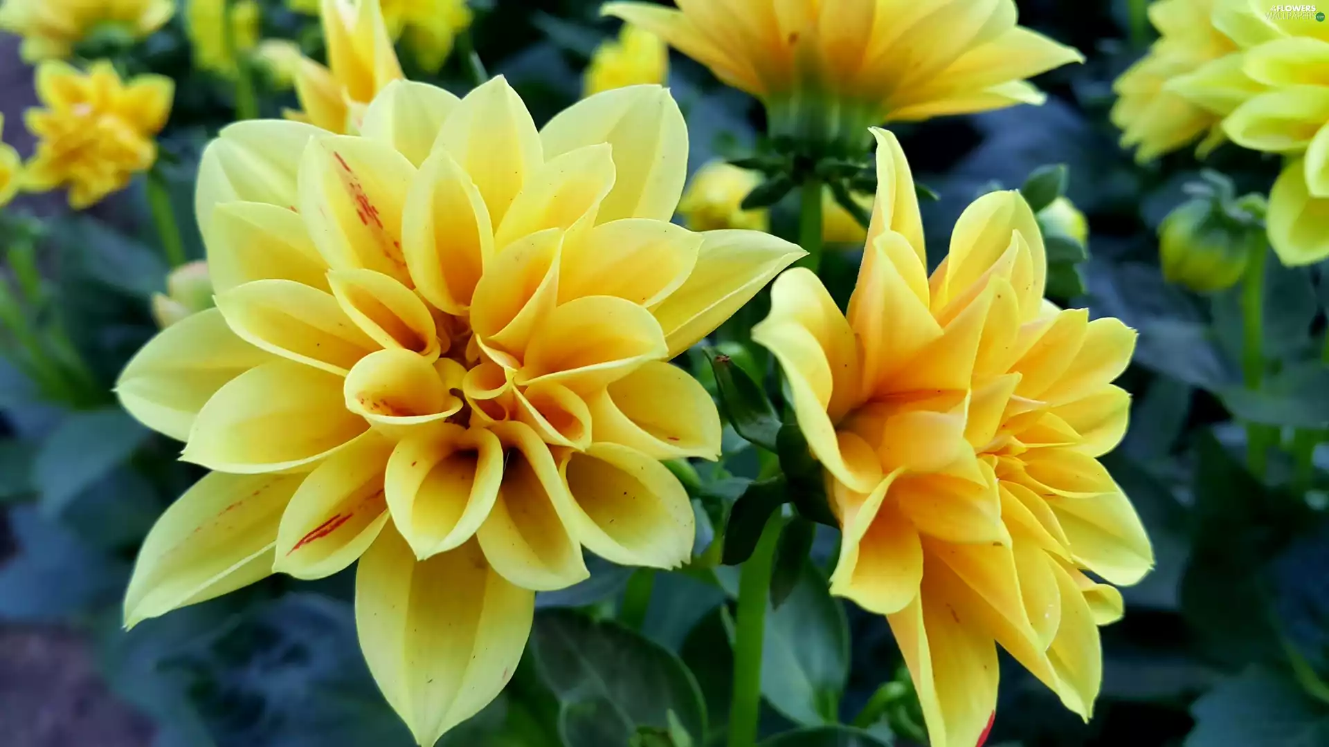 Yellow, dahlias