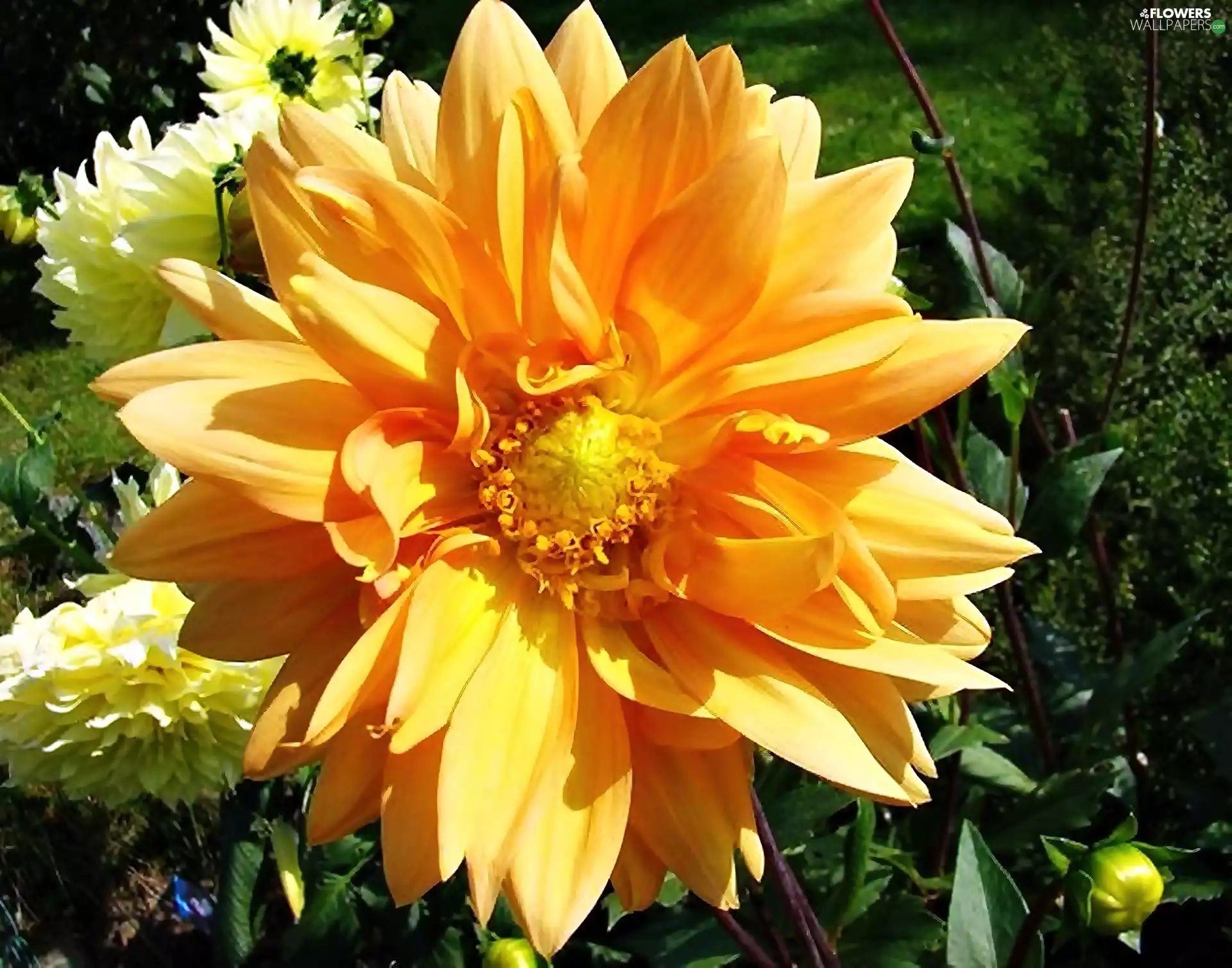 Yellow, dahlias