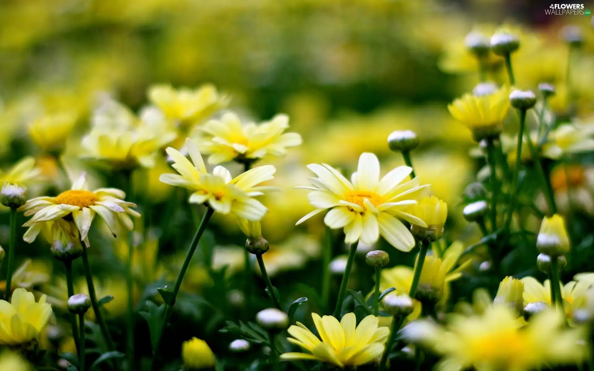 Yellow, daisy