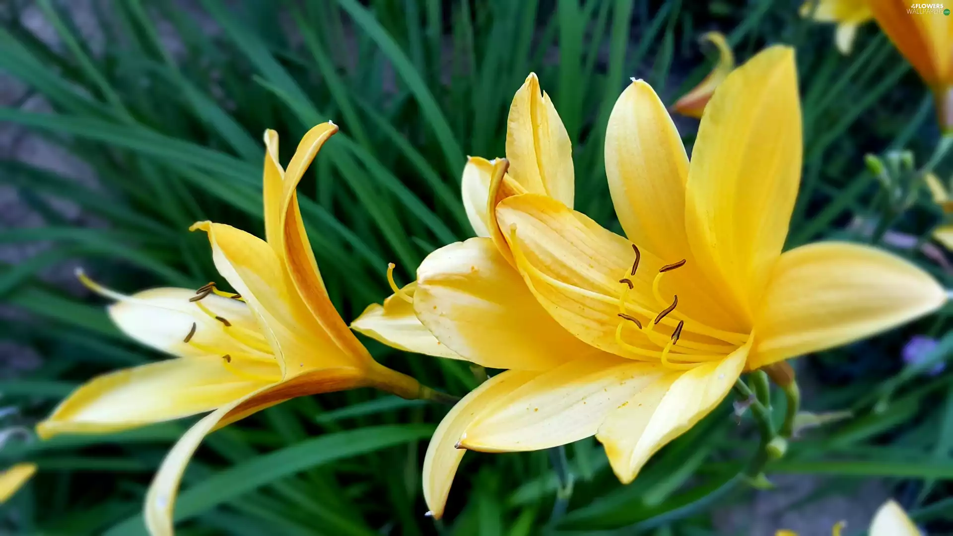 Yellow, Daylilies