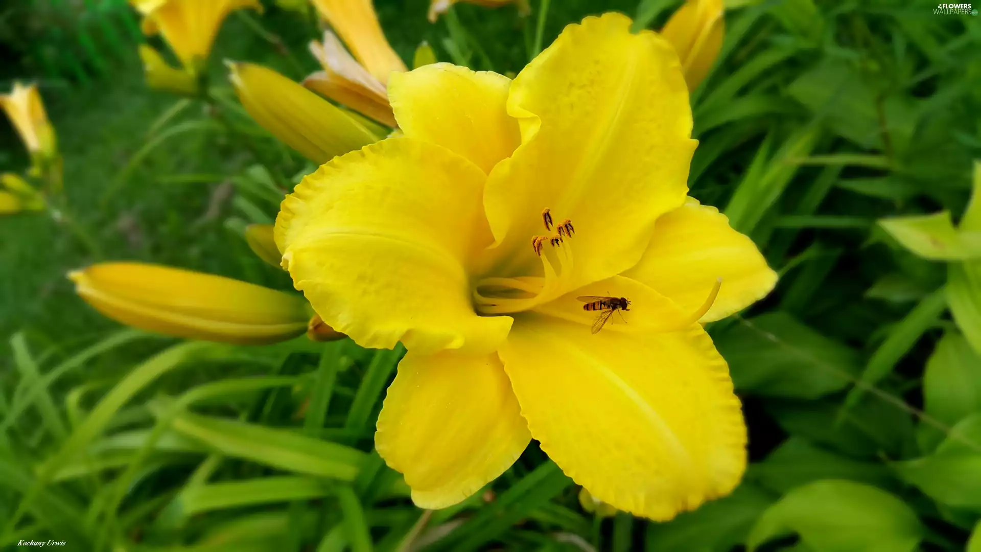 Yellow, Daylilies