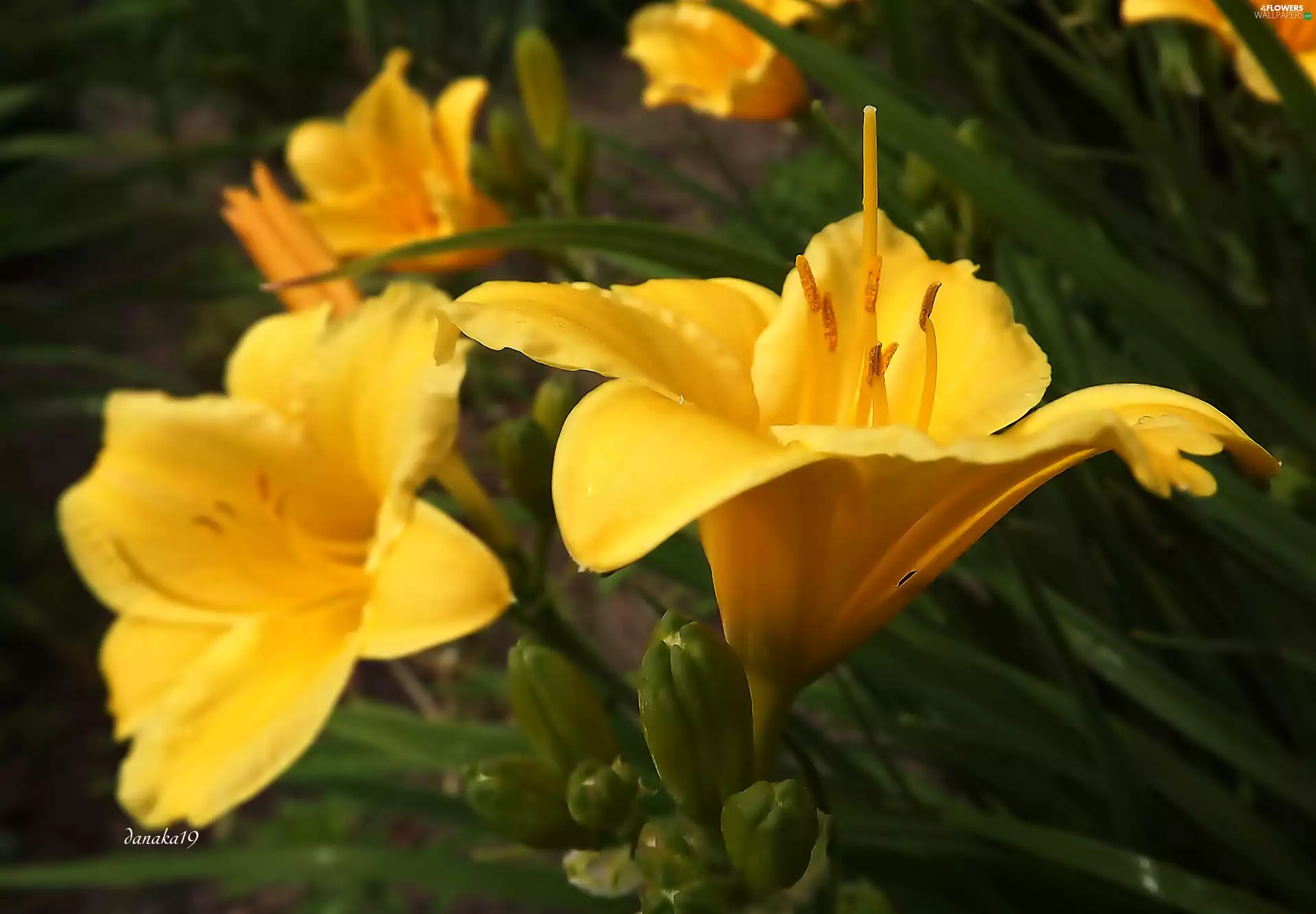 Yellow, Daylilies