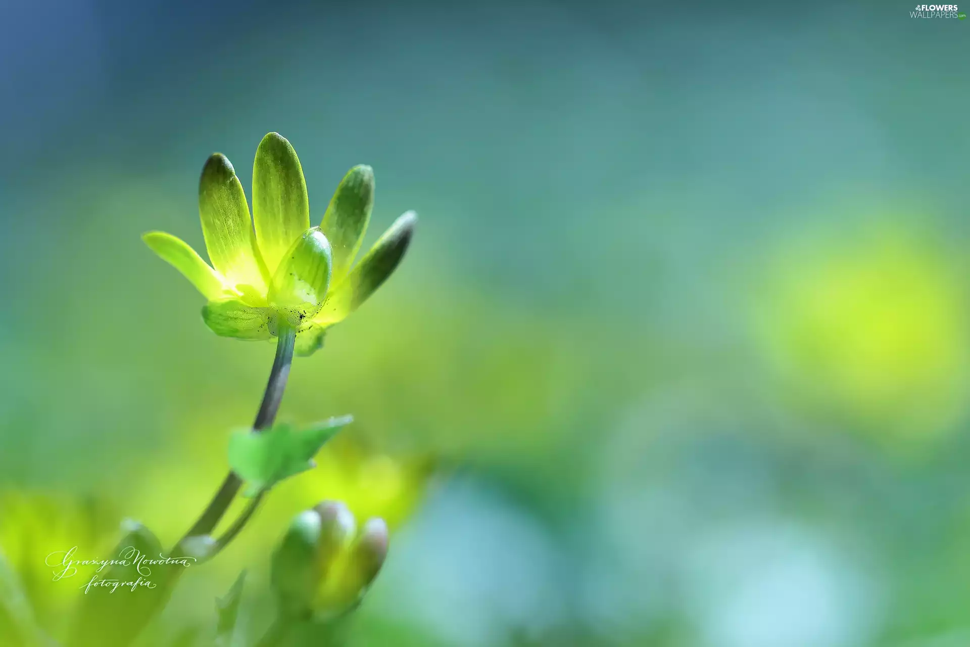 Colourfull Flowers, fig buttercup, Yellow