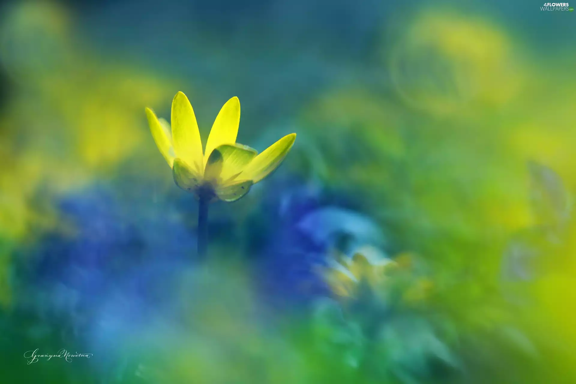 Colourfull Flowers, fig buttercup, Yellow