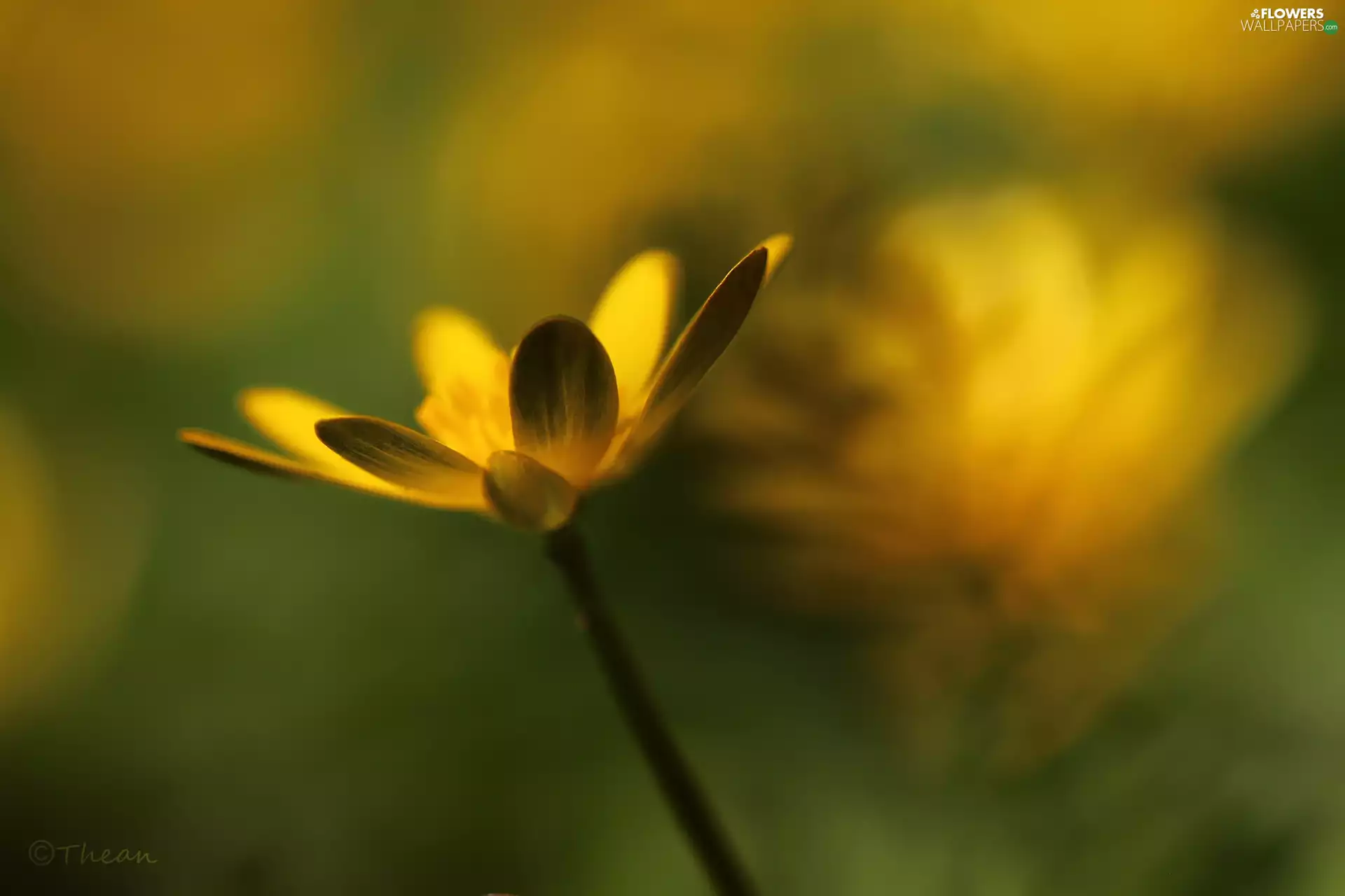 Colourfull Flowers, fig buttercup, Yellow