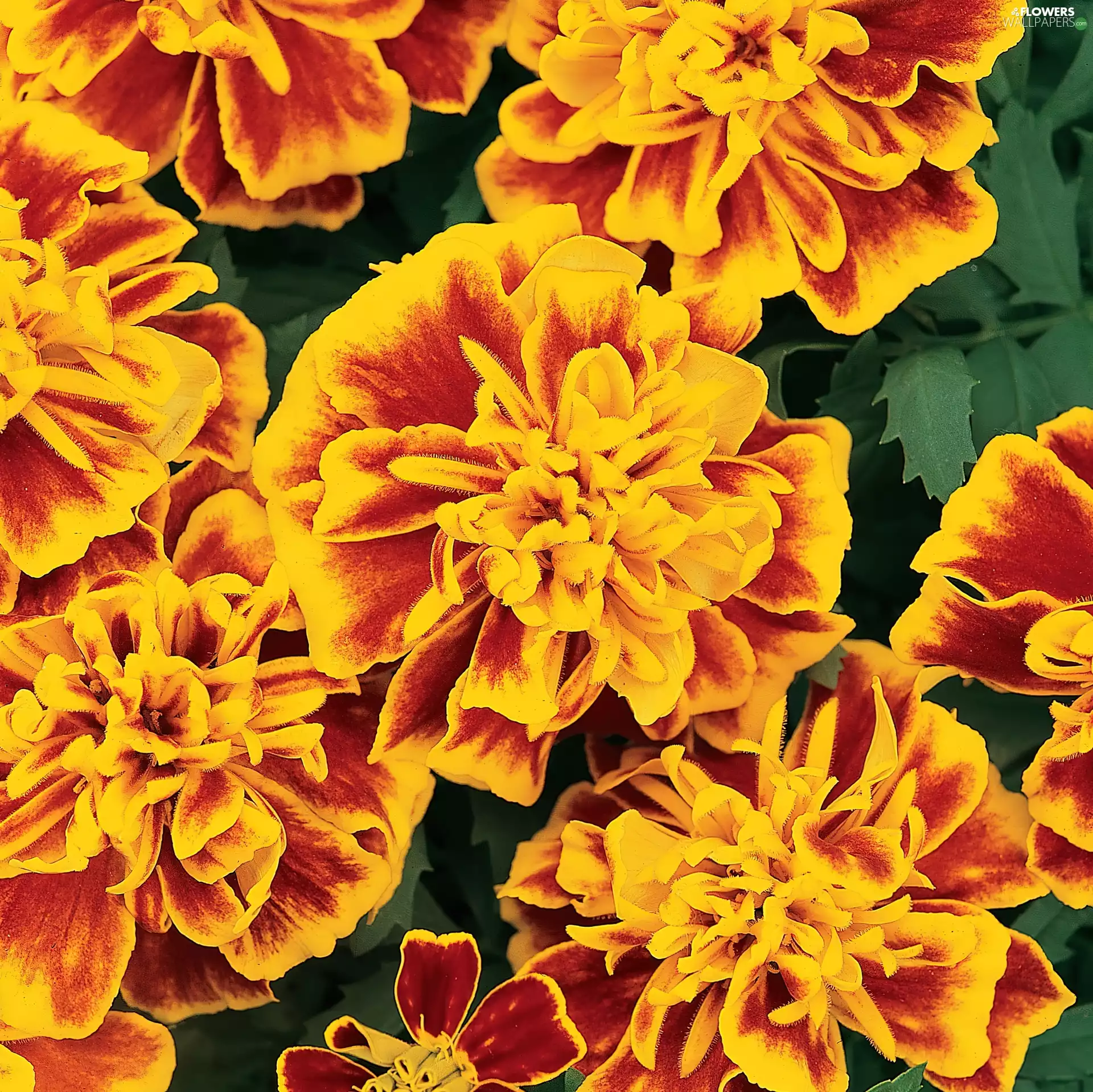 flakes, dark brown, Yellow