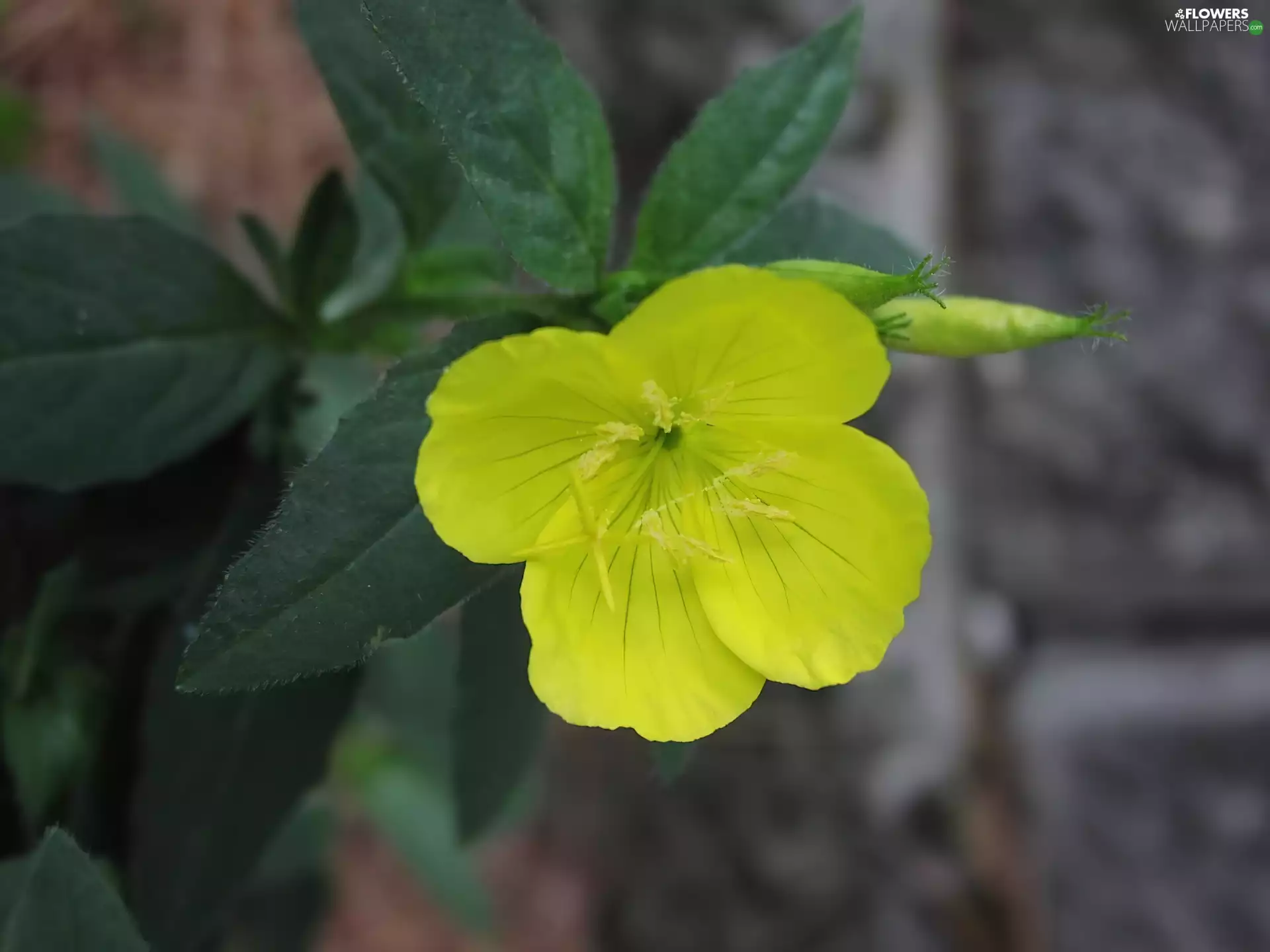 Yellow, Flower