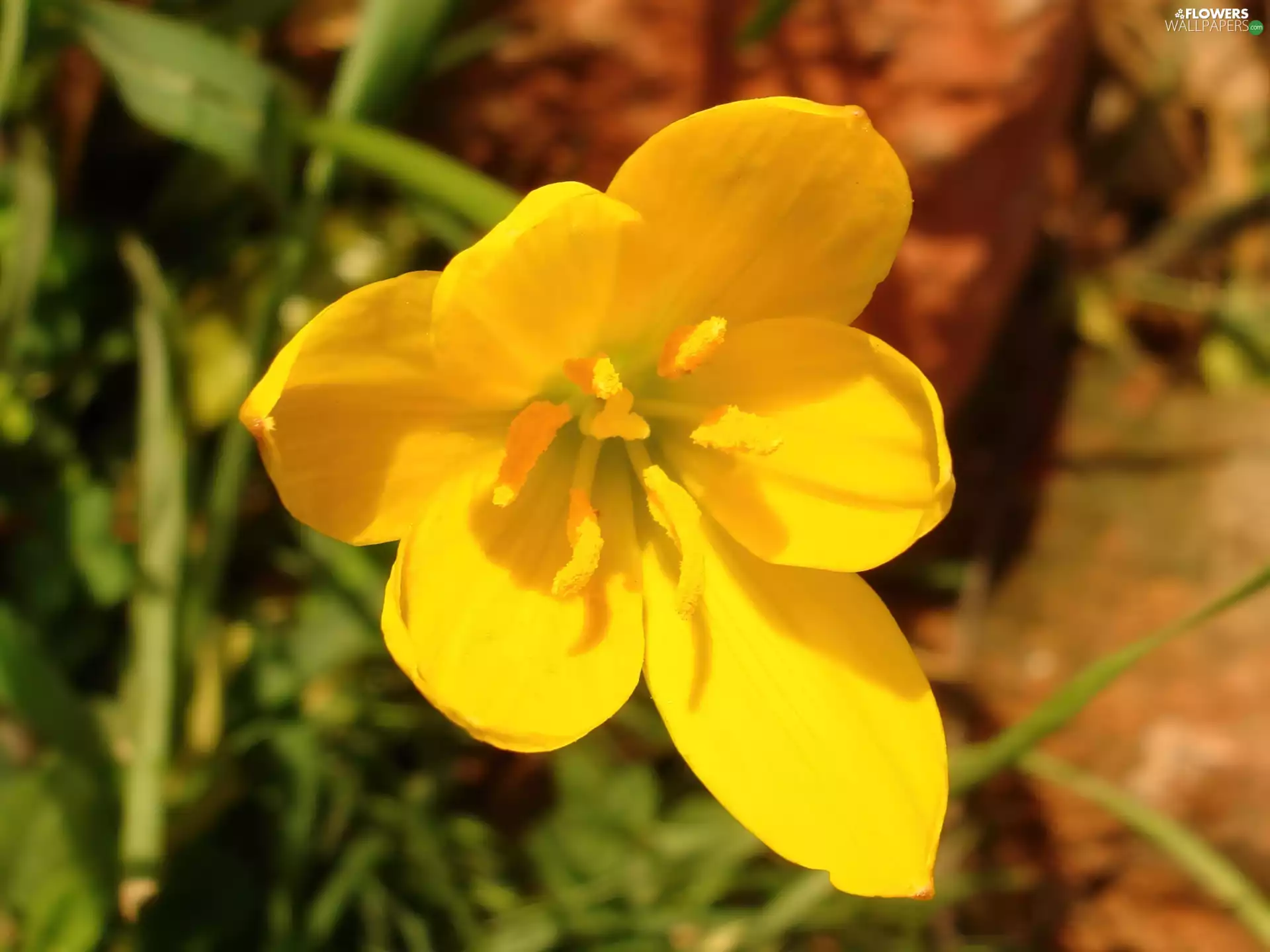 Yellow, Flower