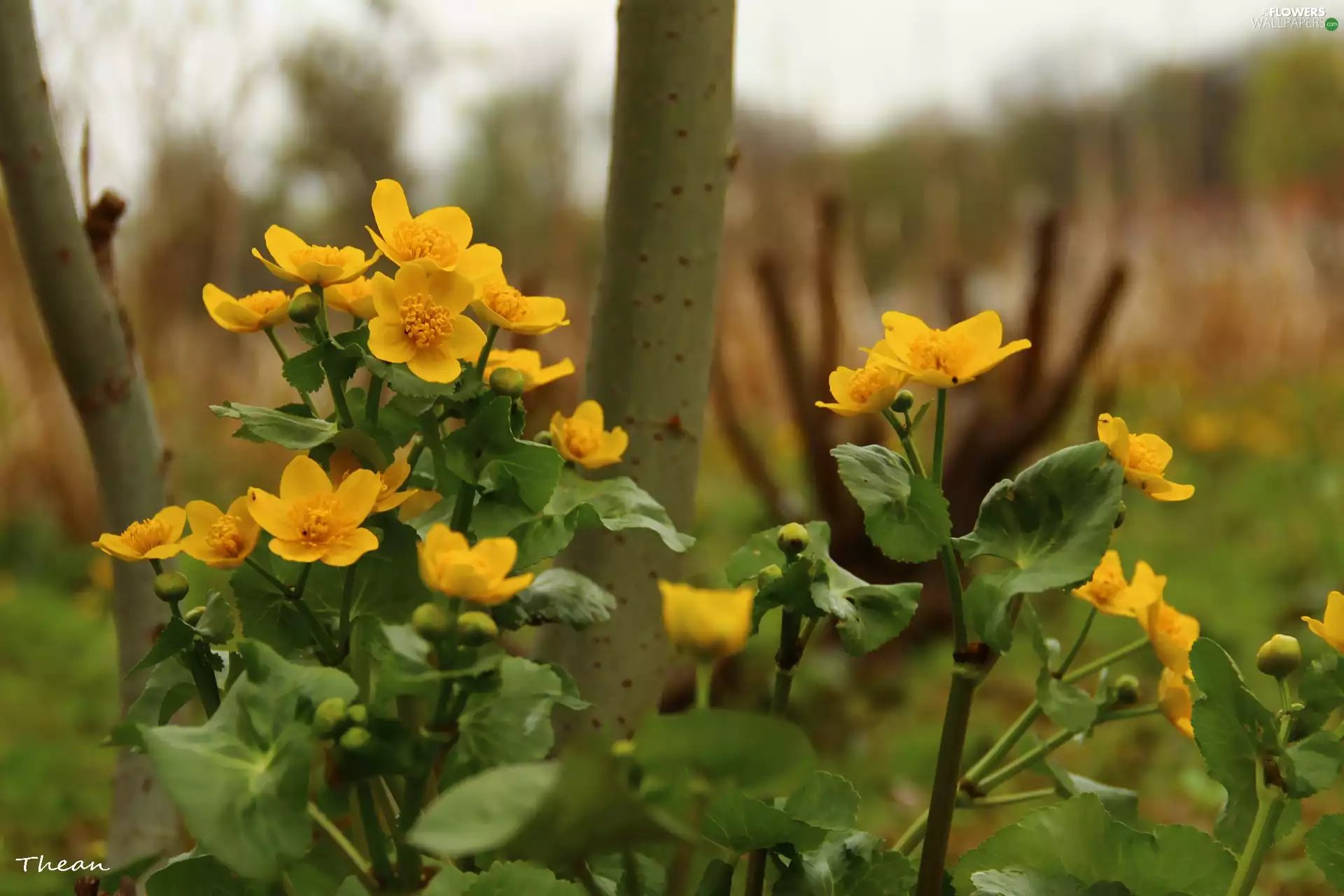 Yellow, Flowers