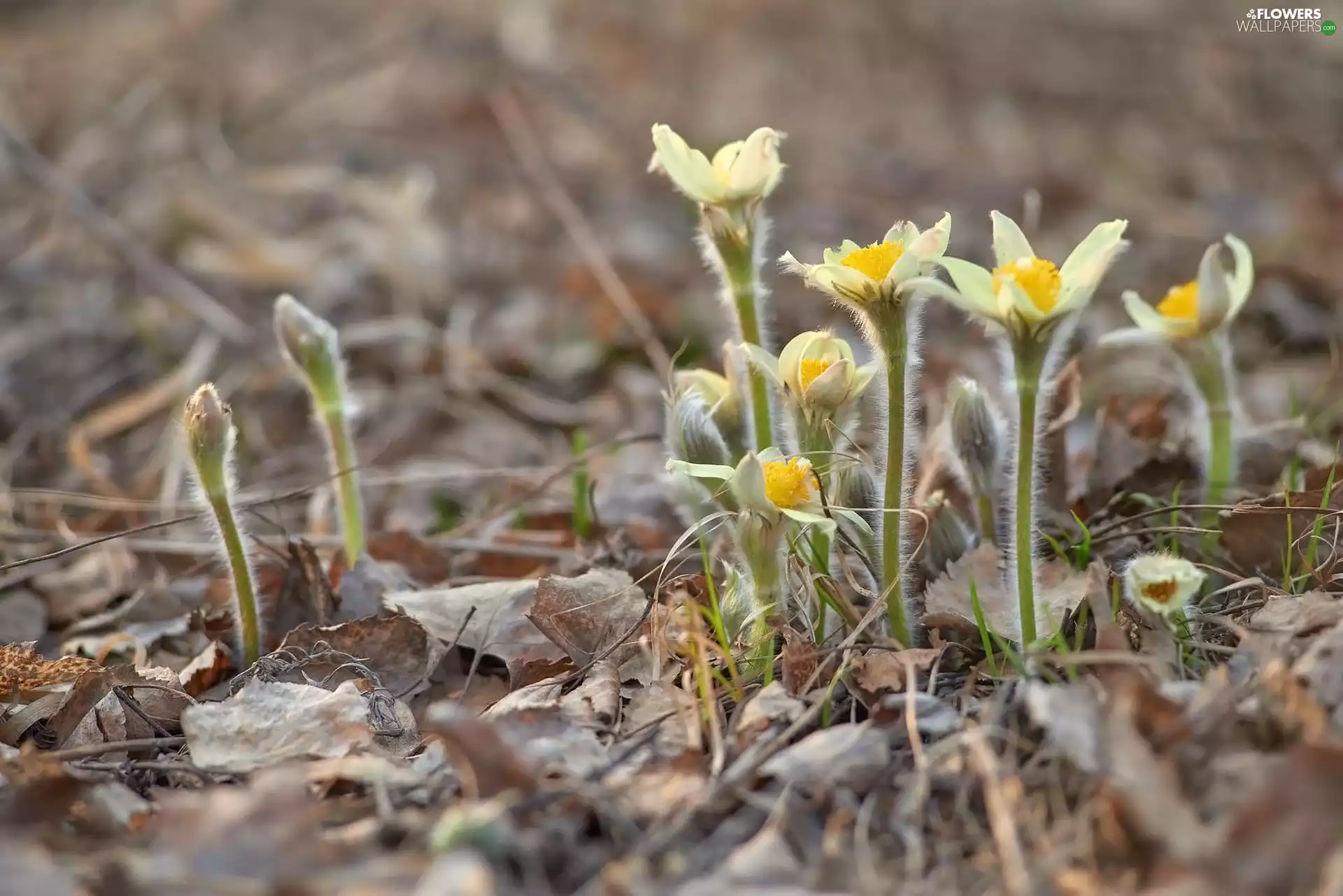 Flowers, pasque, blur, Yellow