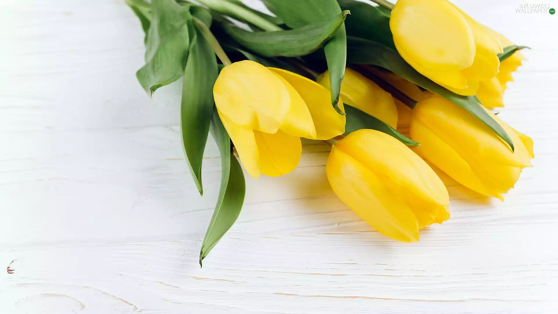 Flowers, Tulips, boarding, Yellow