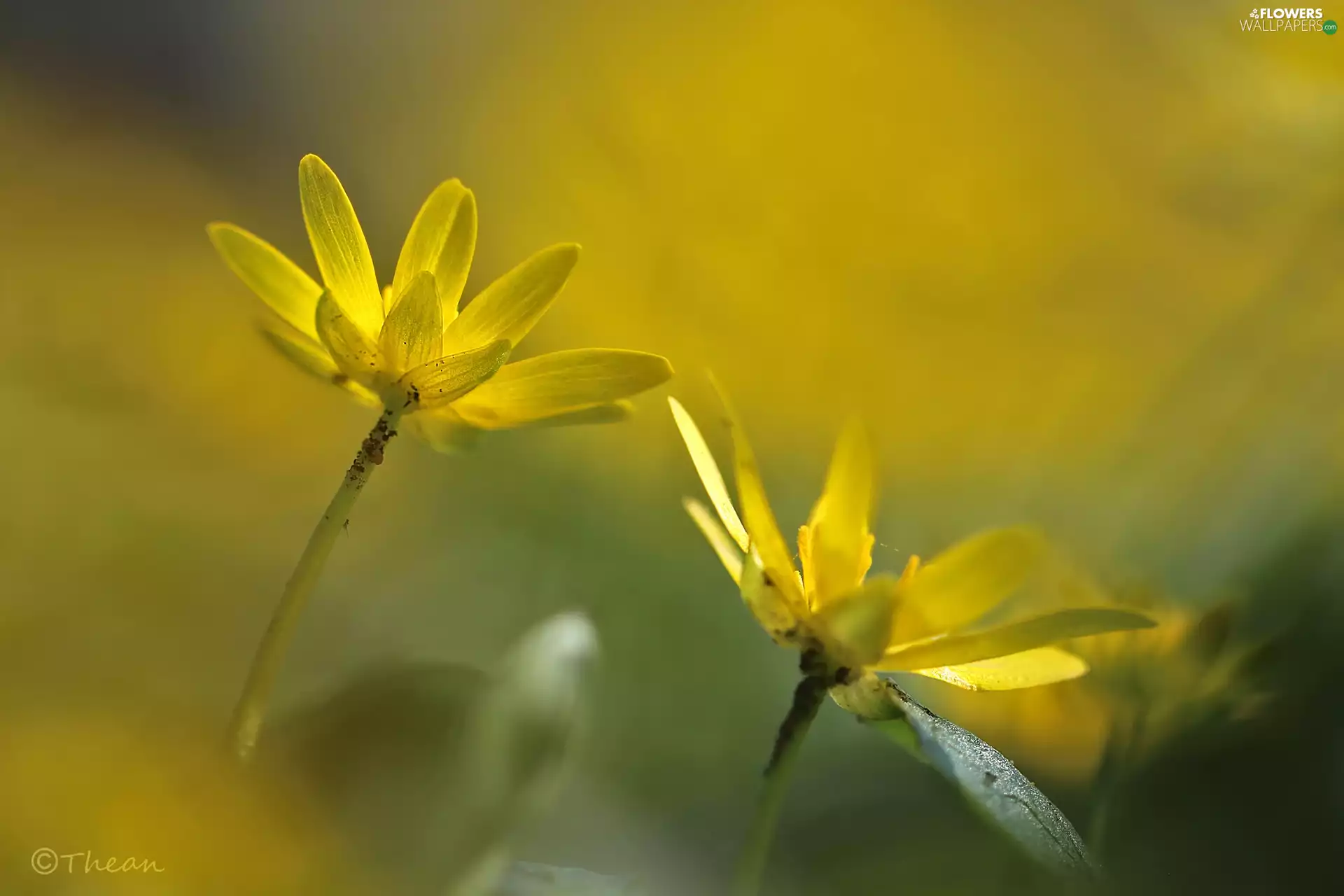 Flowers, fig buttercup, Yellow