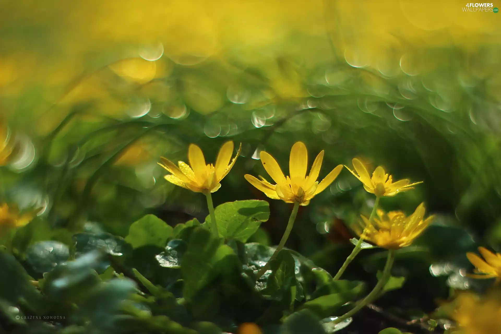 Flowers, fig buttercup, Yellow