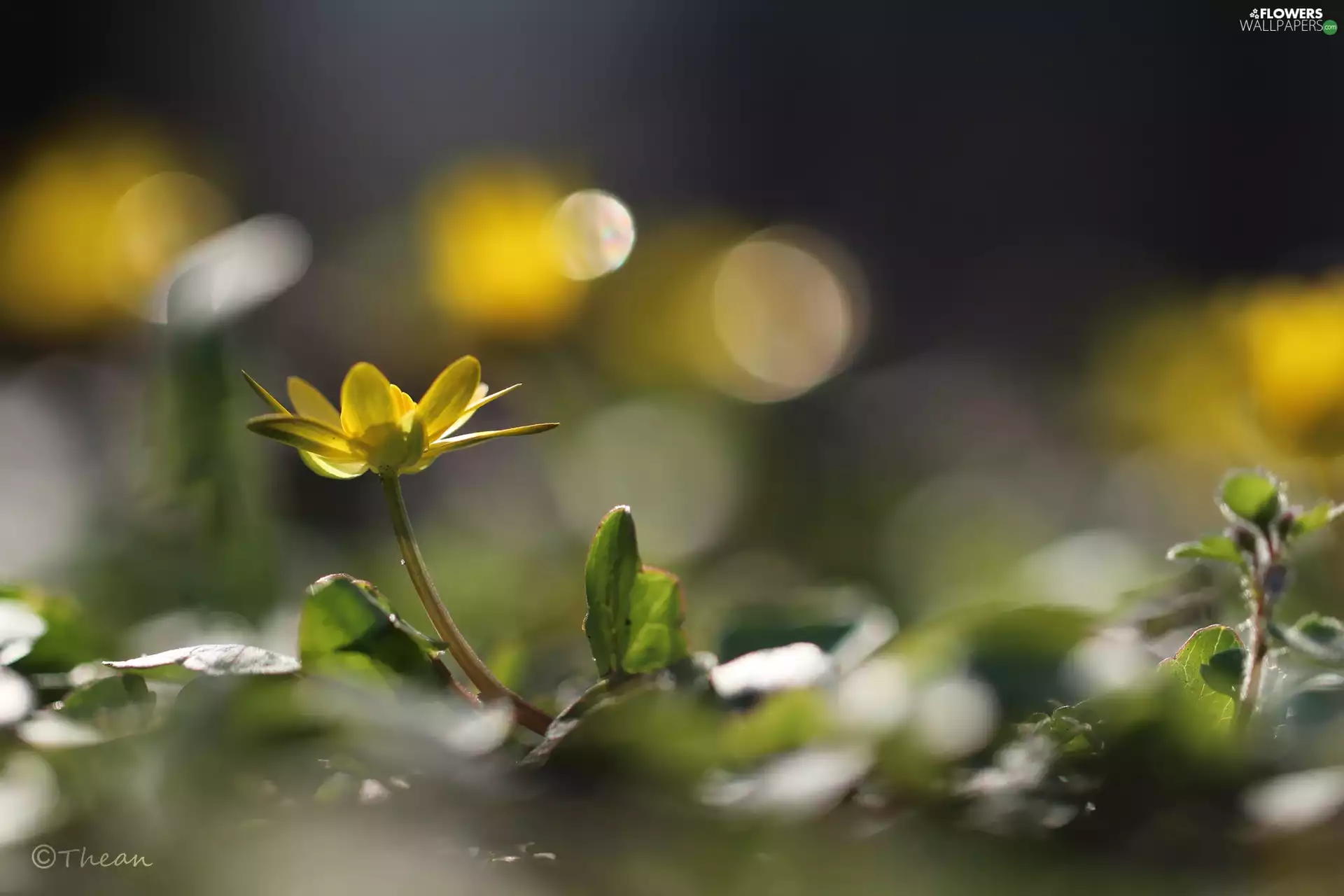 Flowers, fig buttercup, Yellow
