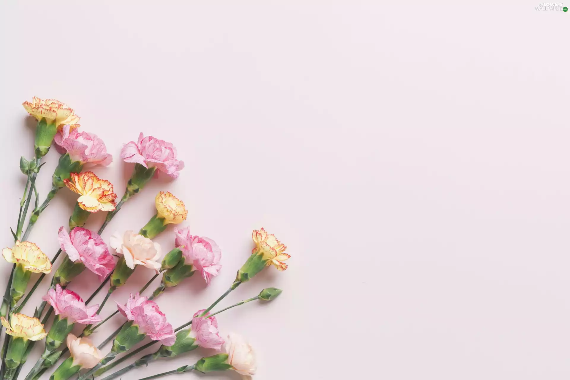 Flowers, Pink, cloves, Yellow