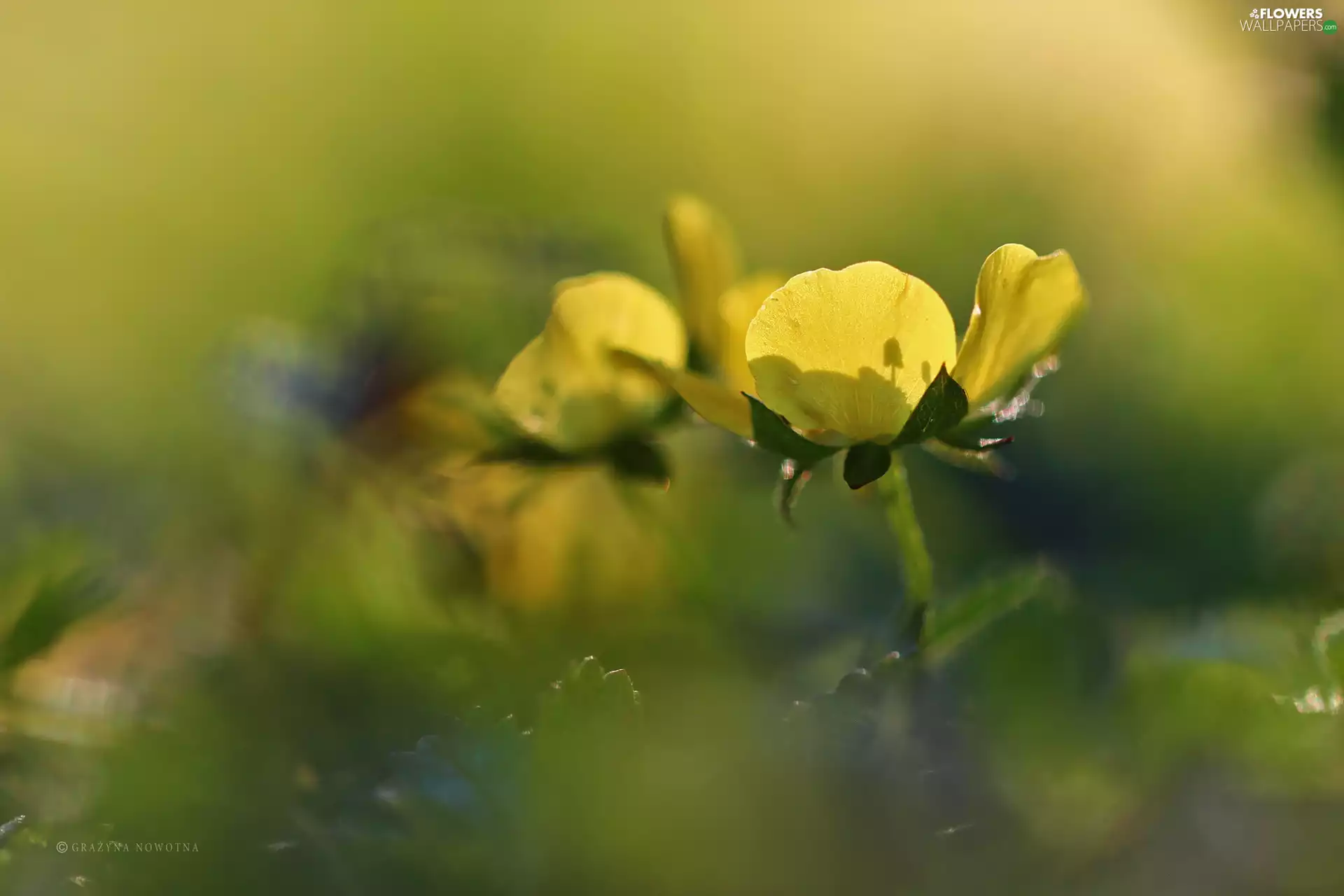 Colourfull Flowers, buttercup, Yellow