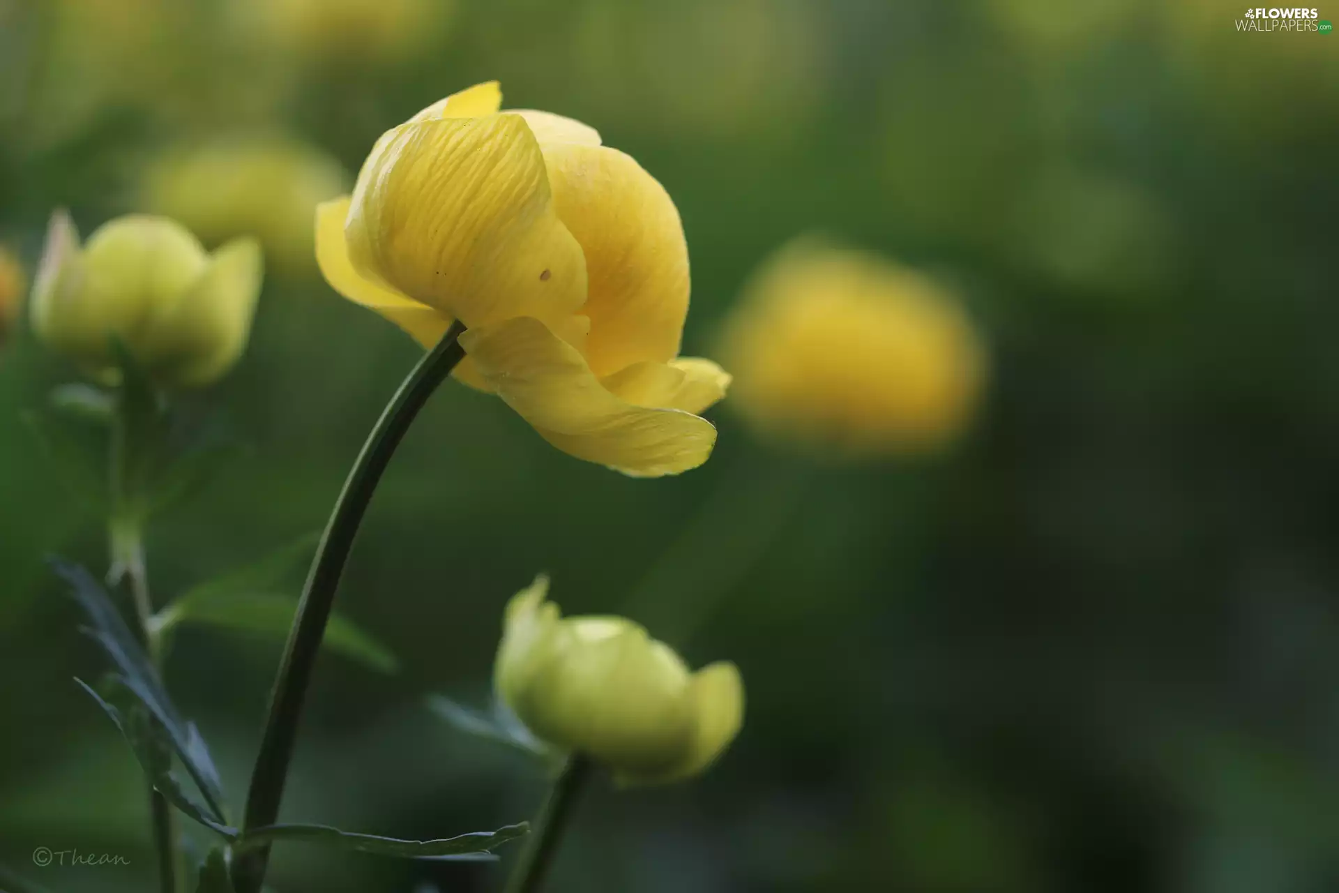 Colourfull Flowers, buttercup, Yellow