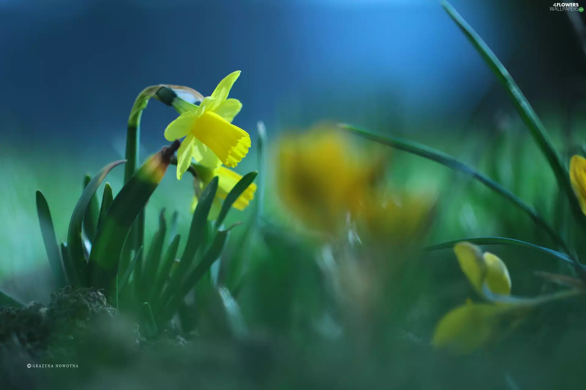 Colourfull Flowers, jonquil, Yellow