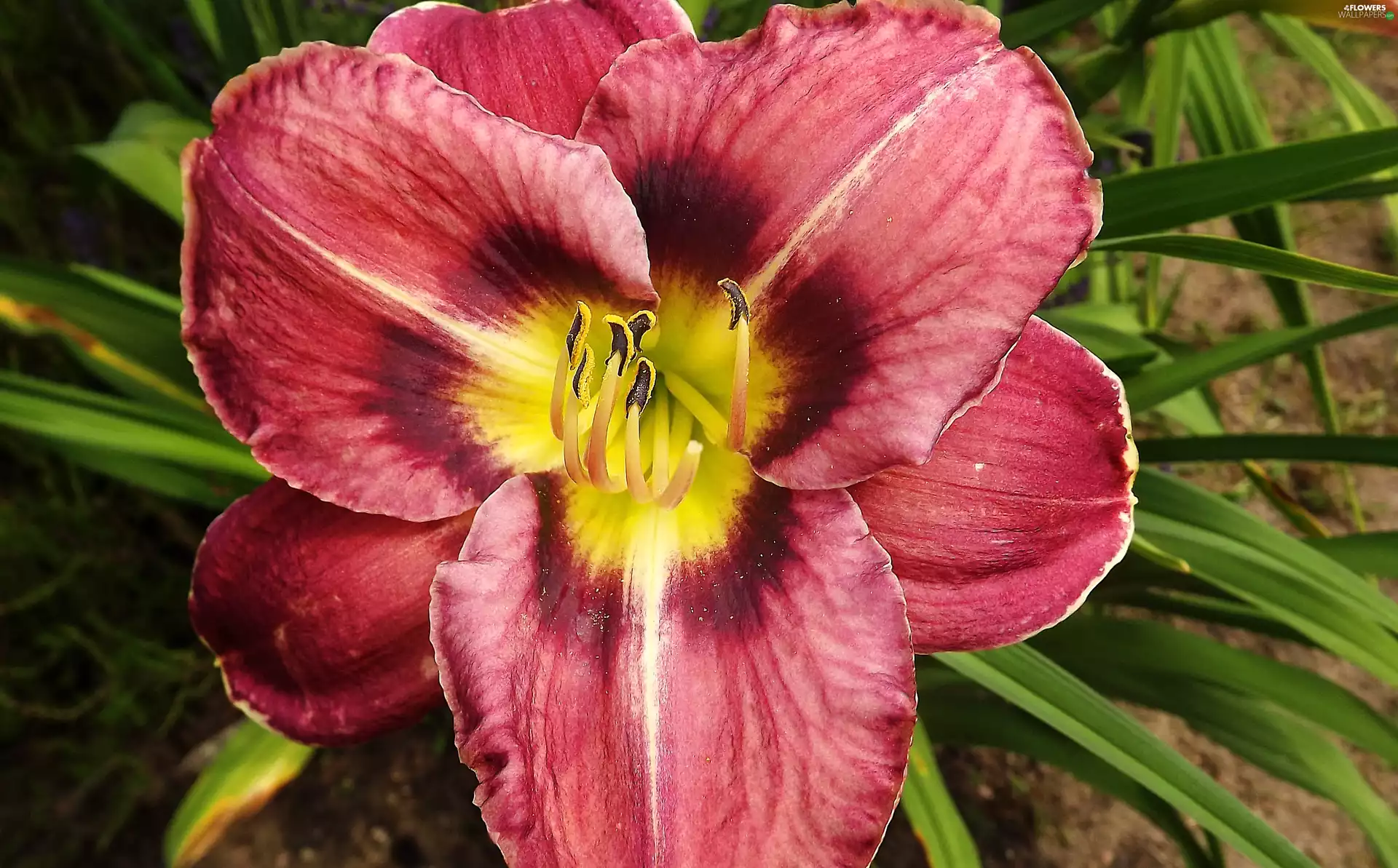 Red, Colourfull Flowers, Yellow, Centre, maroon, lily