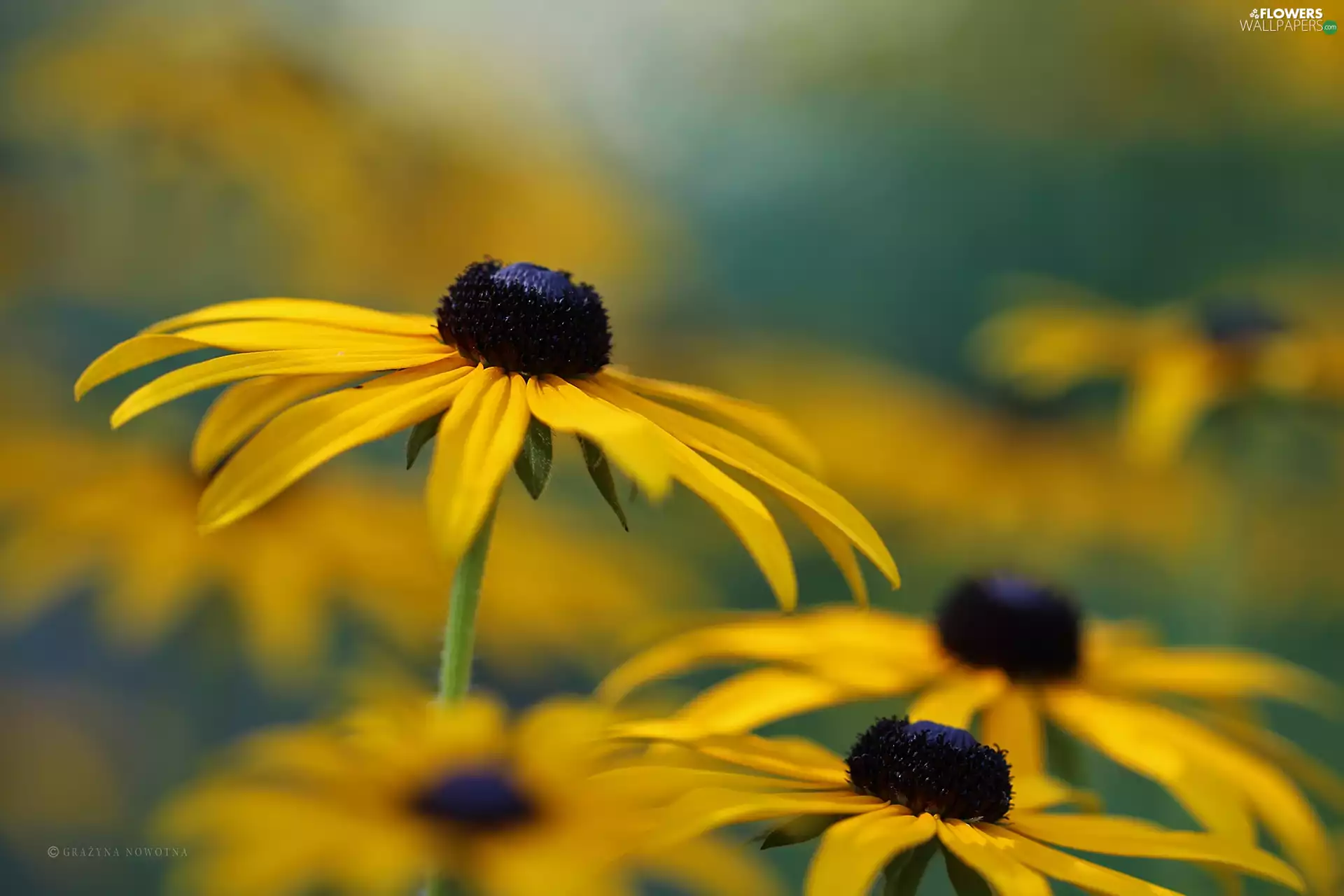 Colourfull Flowers, Rudbeckia, Yellow