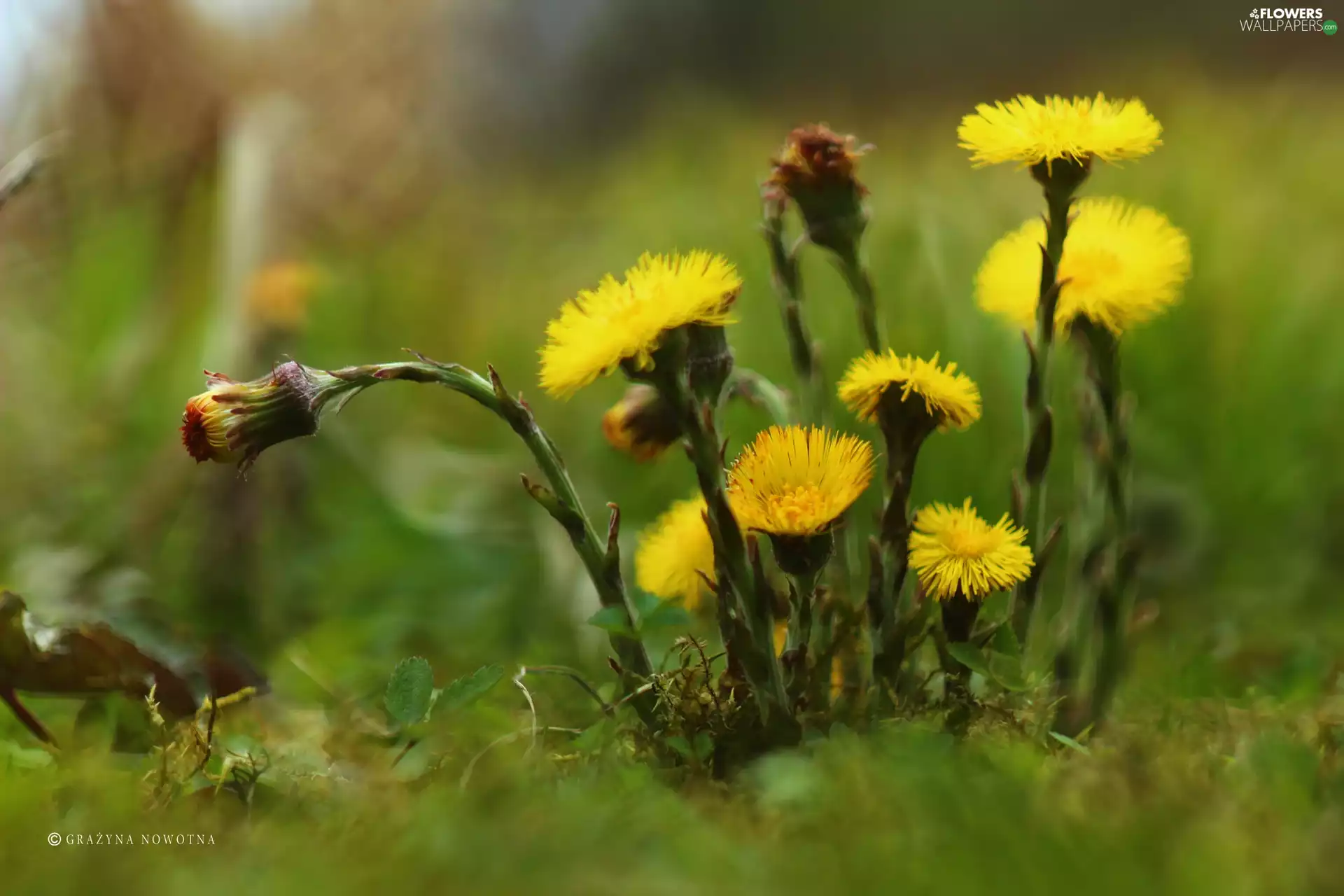 Flowers, Common Coltsfoot, Yellow