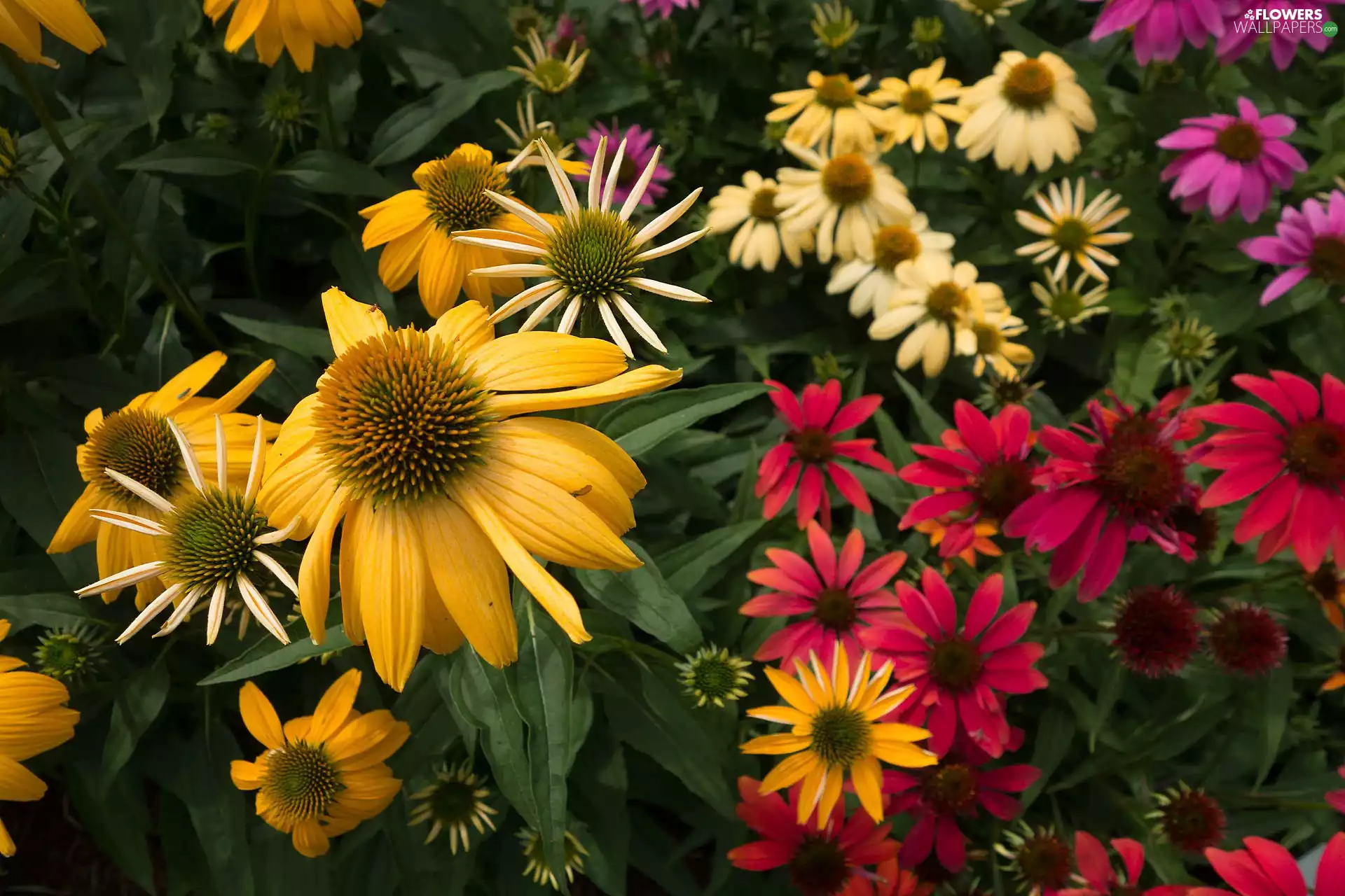 Flowers, Red, echinacea, Yellow