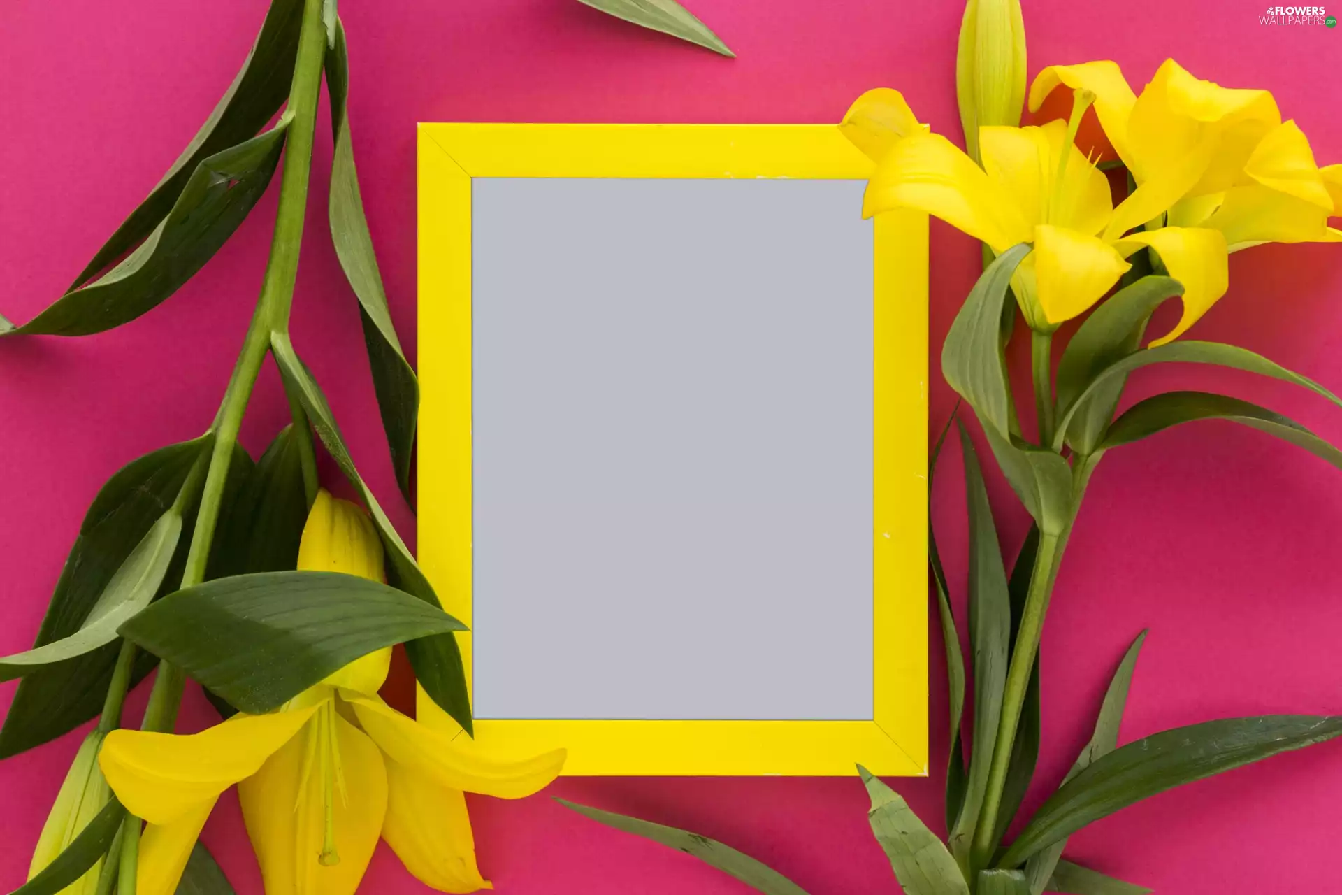 Yellow Honda, frame, Yellow, lilies, Flowers