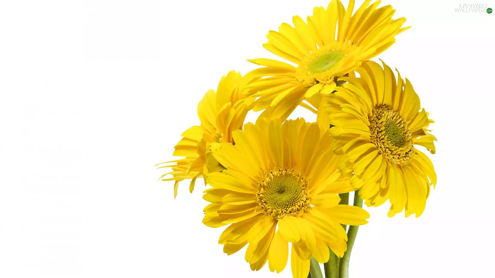 Flowers, four, gerberas, Yellow