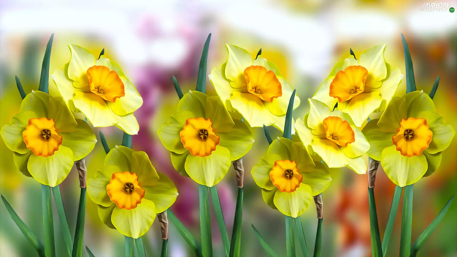 Flowers, narcissus, graphics, Yellow