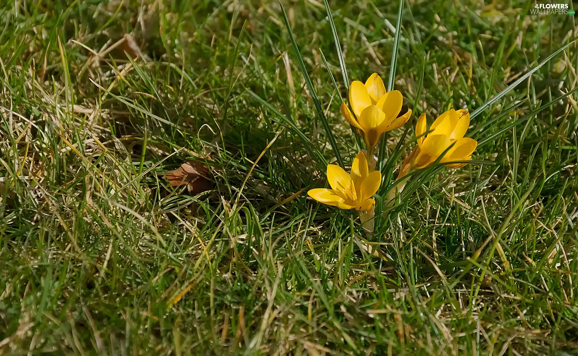 Flowers, crocuses, grass, Yellow