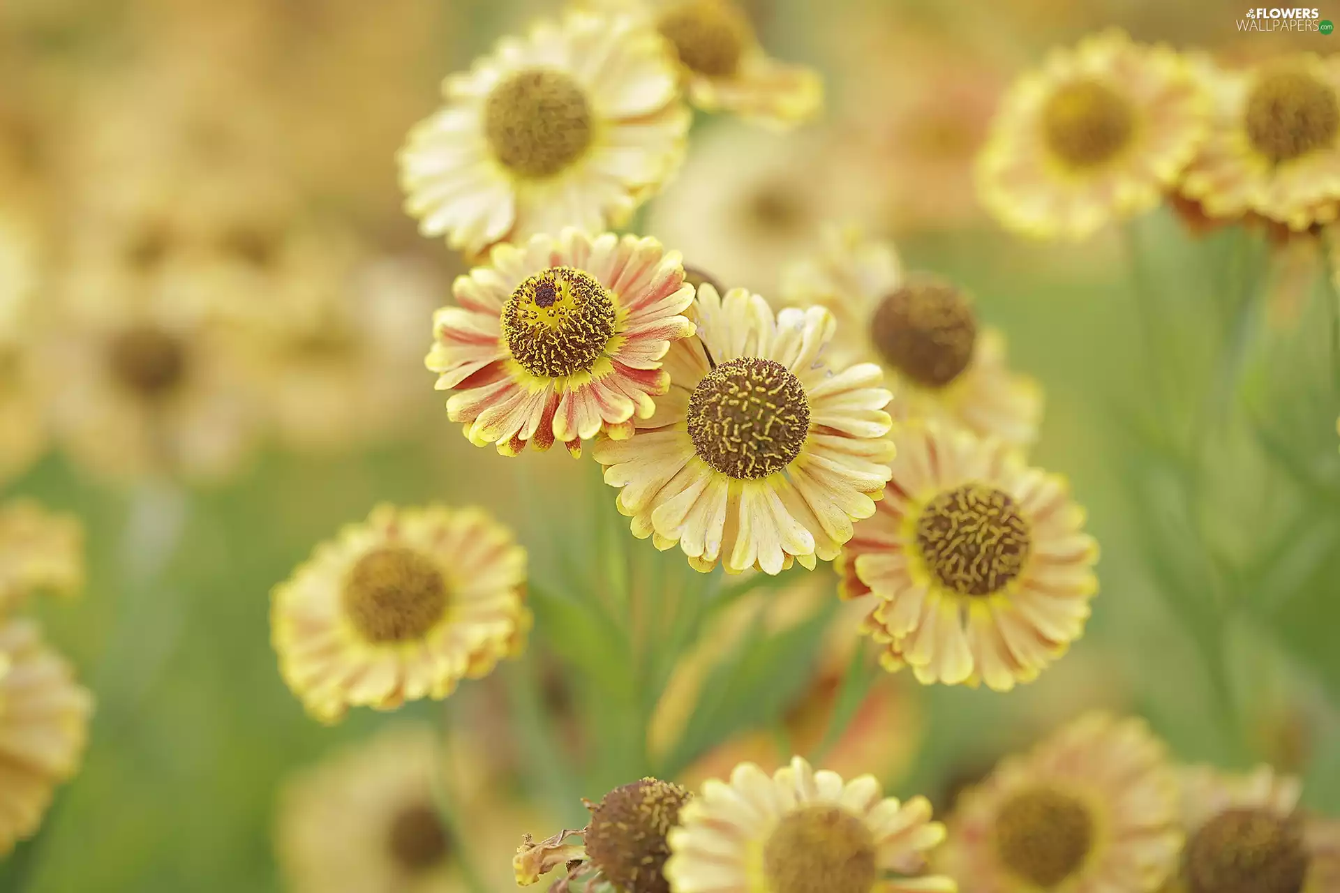 Flowers, Helenium Hybridum, Yellow