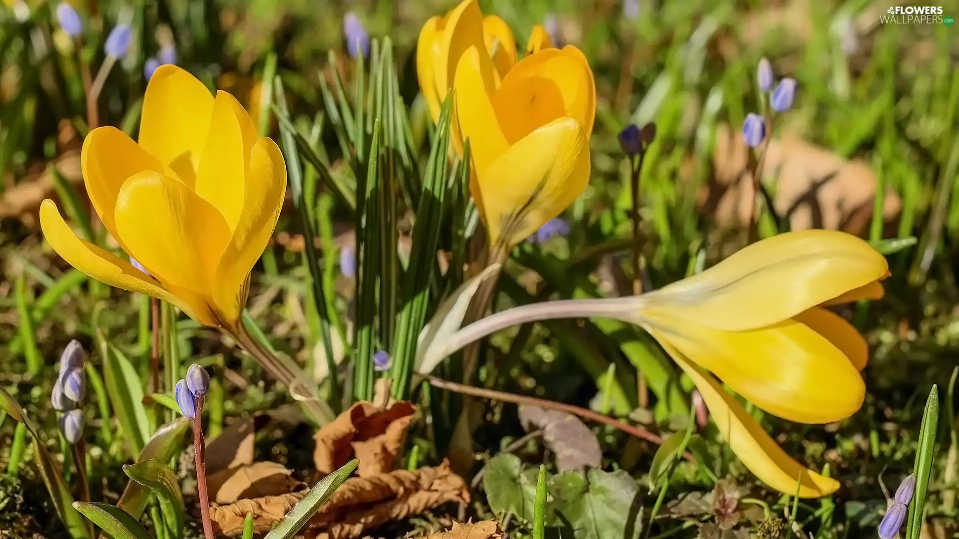 Flowers, crocuses, Leaf, Yellow